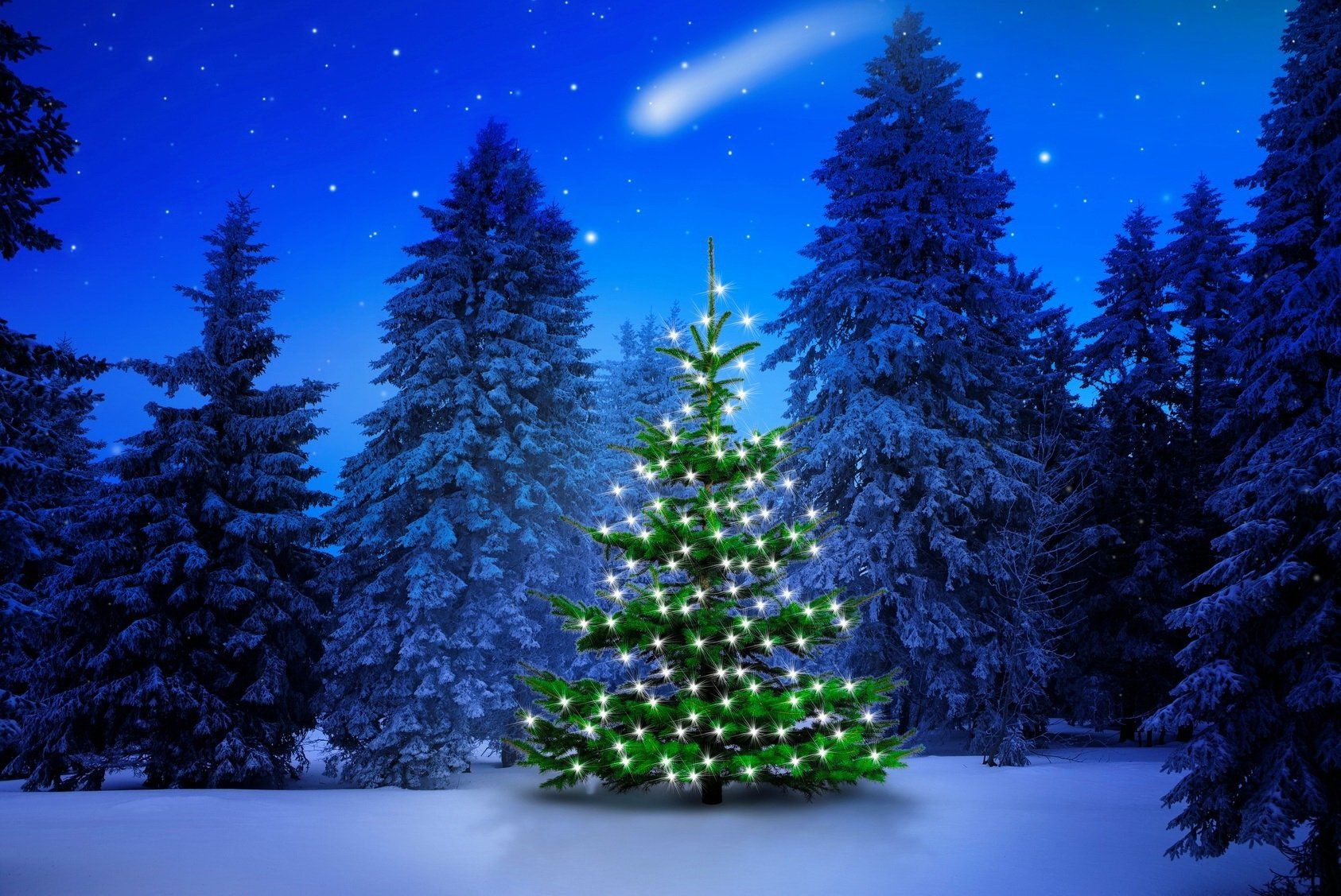 Lighted Tree in Winter Forest Computer Wallpaper, Desktop. Christmas tree wallpaper, Beautiful christmas trees, Tree wallpaper phone