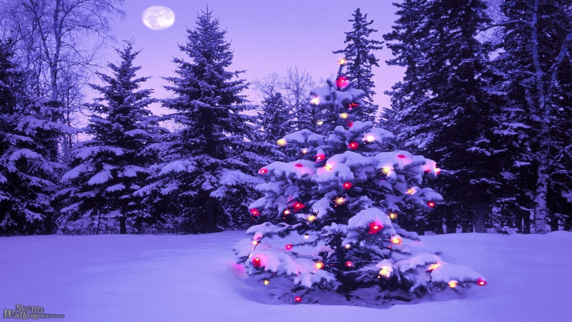 Lighted Christmas Tree in Winter Forest HD Wallpaper
