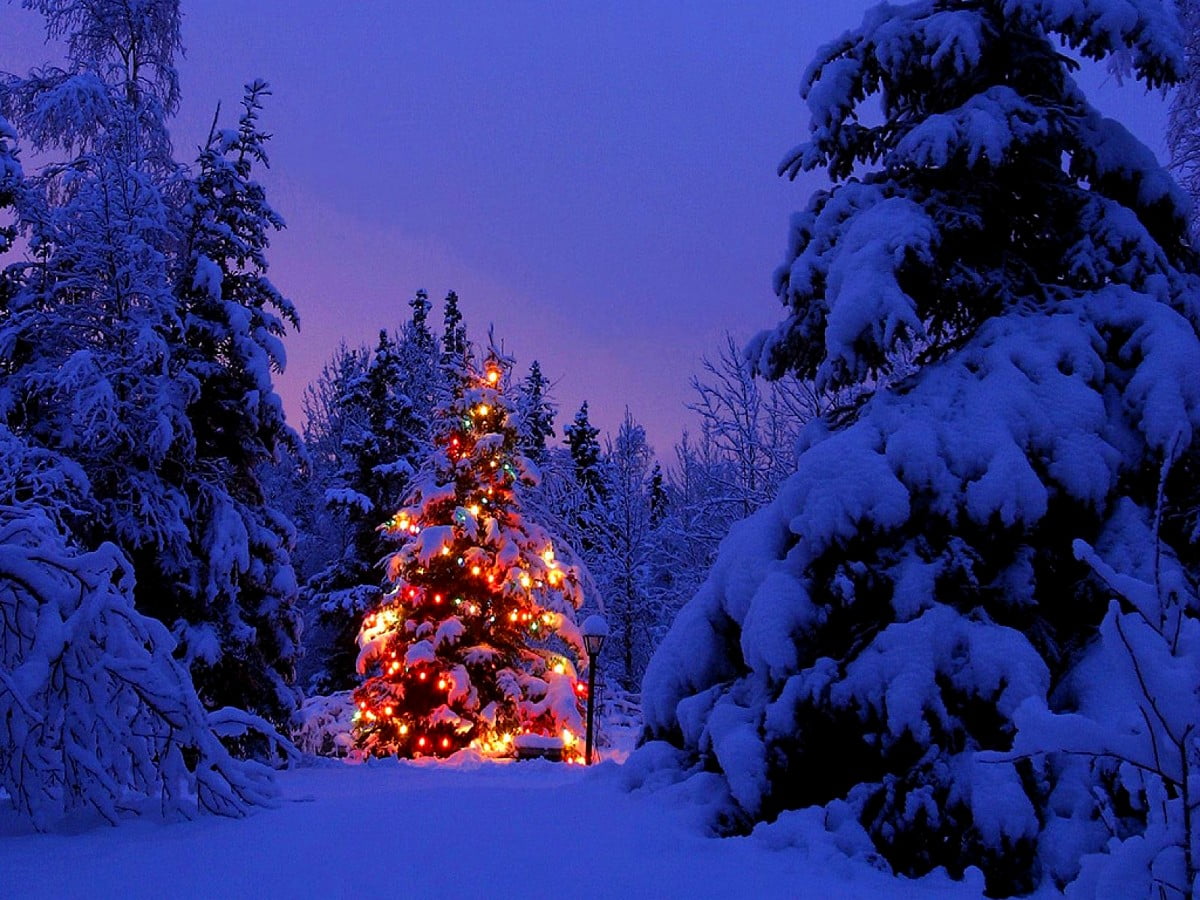 Winter, Snow, Christmas Tree wallpaper. Best Free Download background