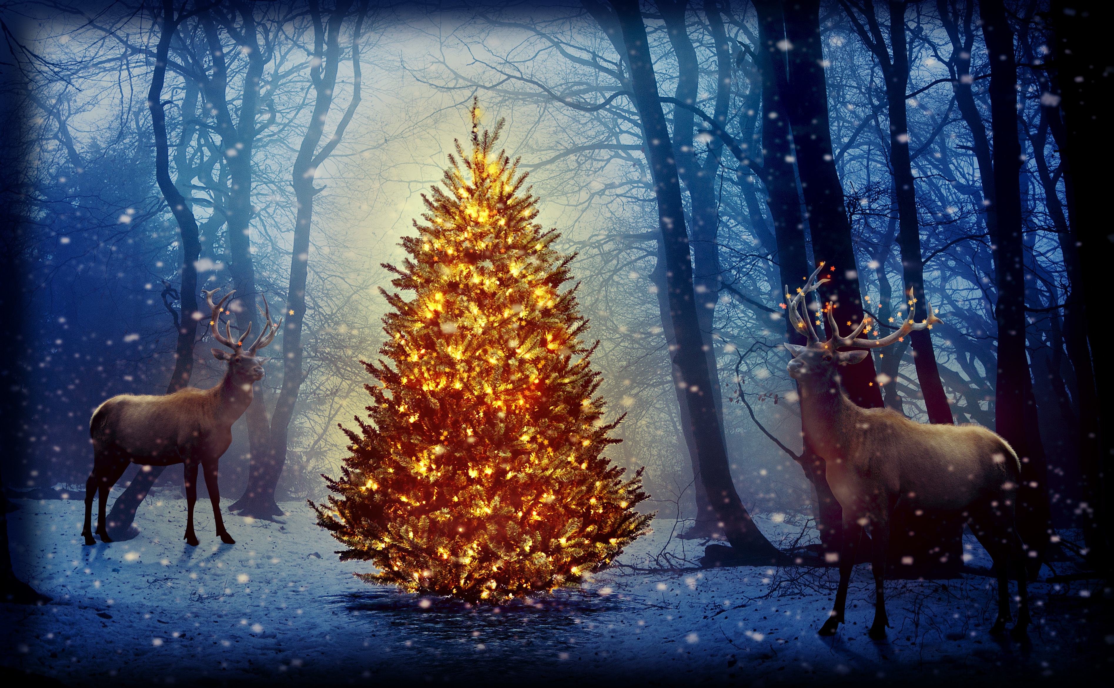 Bucks in the Christmas Forest HD Wallpaper
