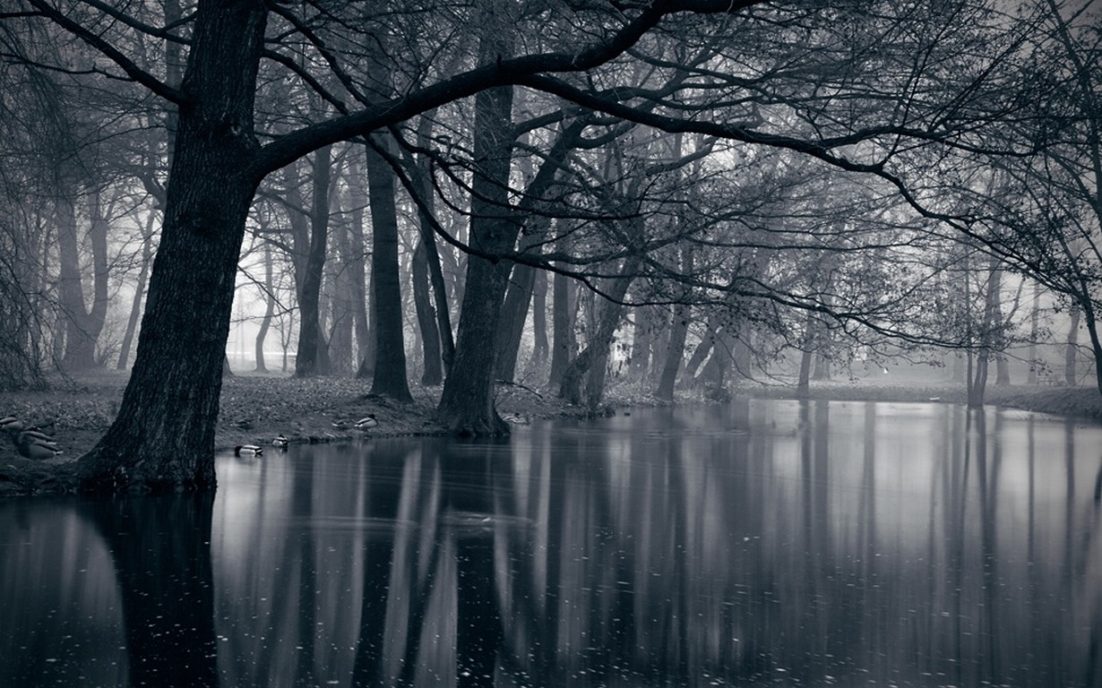 Birds Reflection Poland Leaves Nature Water Landscape Dark Lake Trees Duck Park Mist