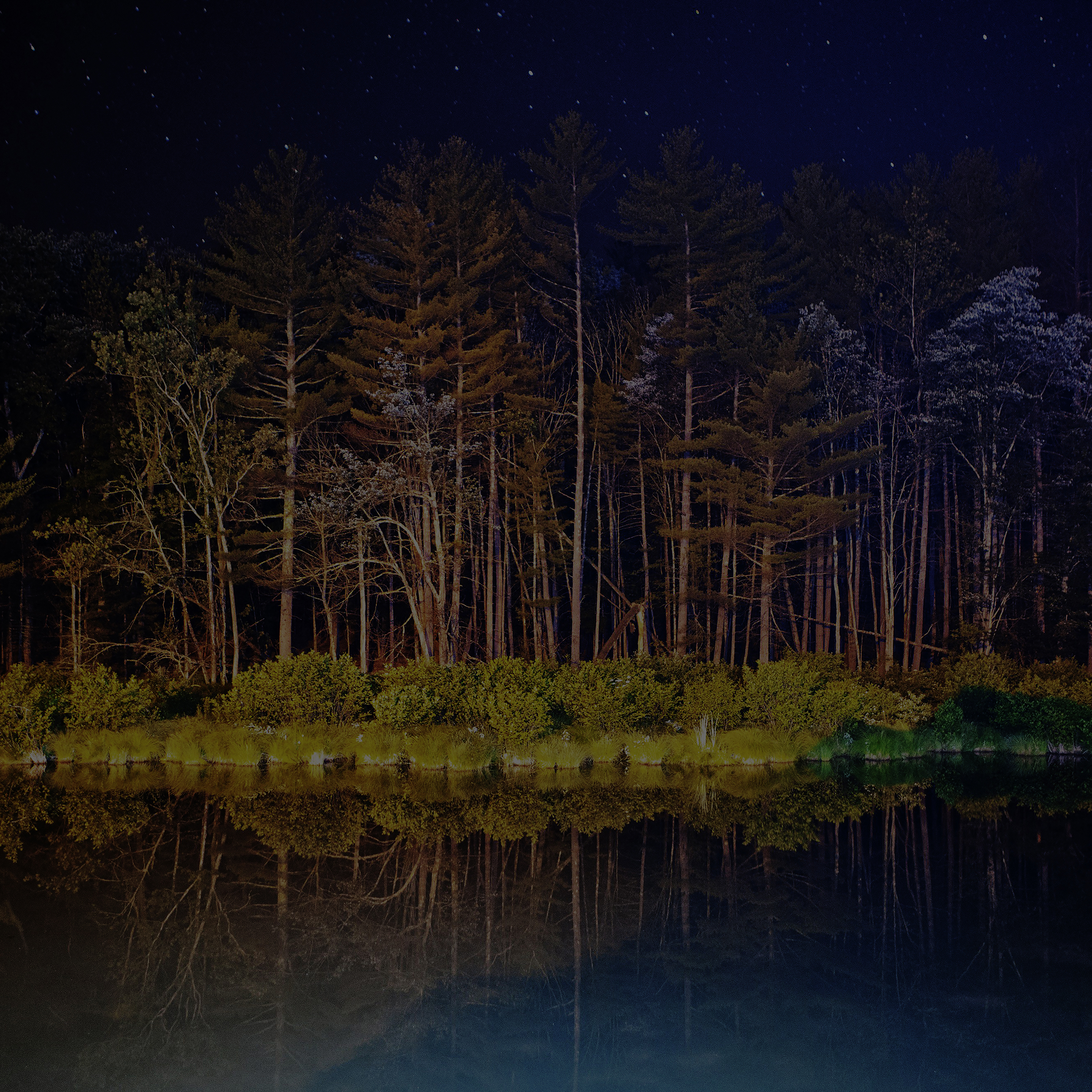Night Dark Wood With Lake Nature