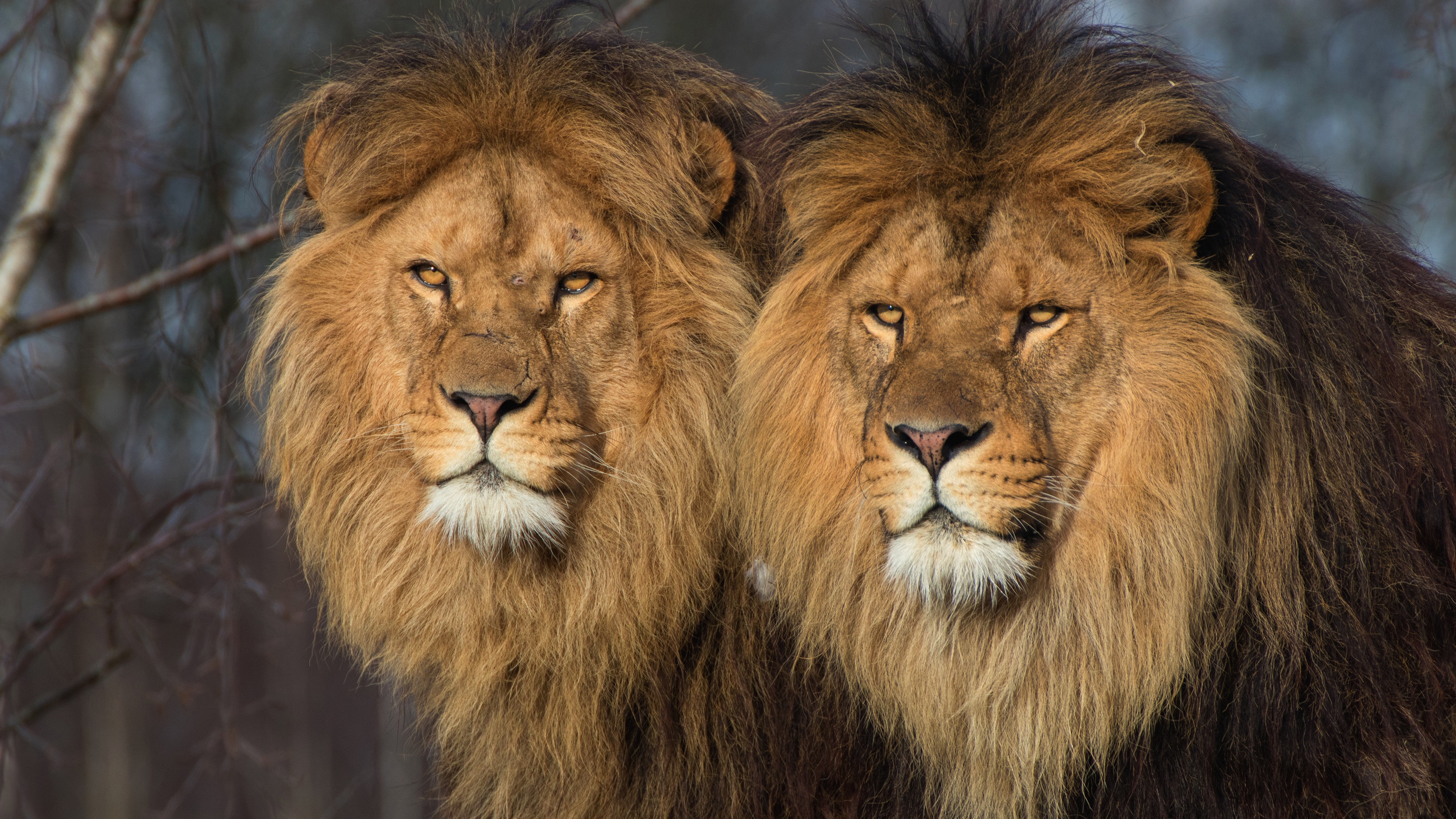 Wallpaper Two lions, wildlife 3840x2160 UHD 4K Picture, Image