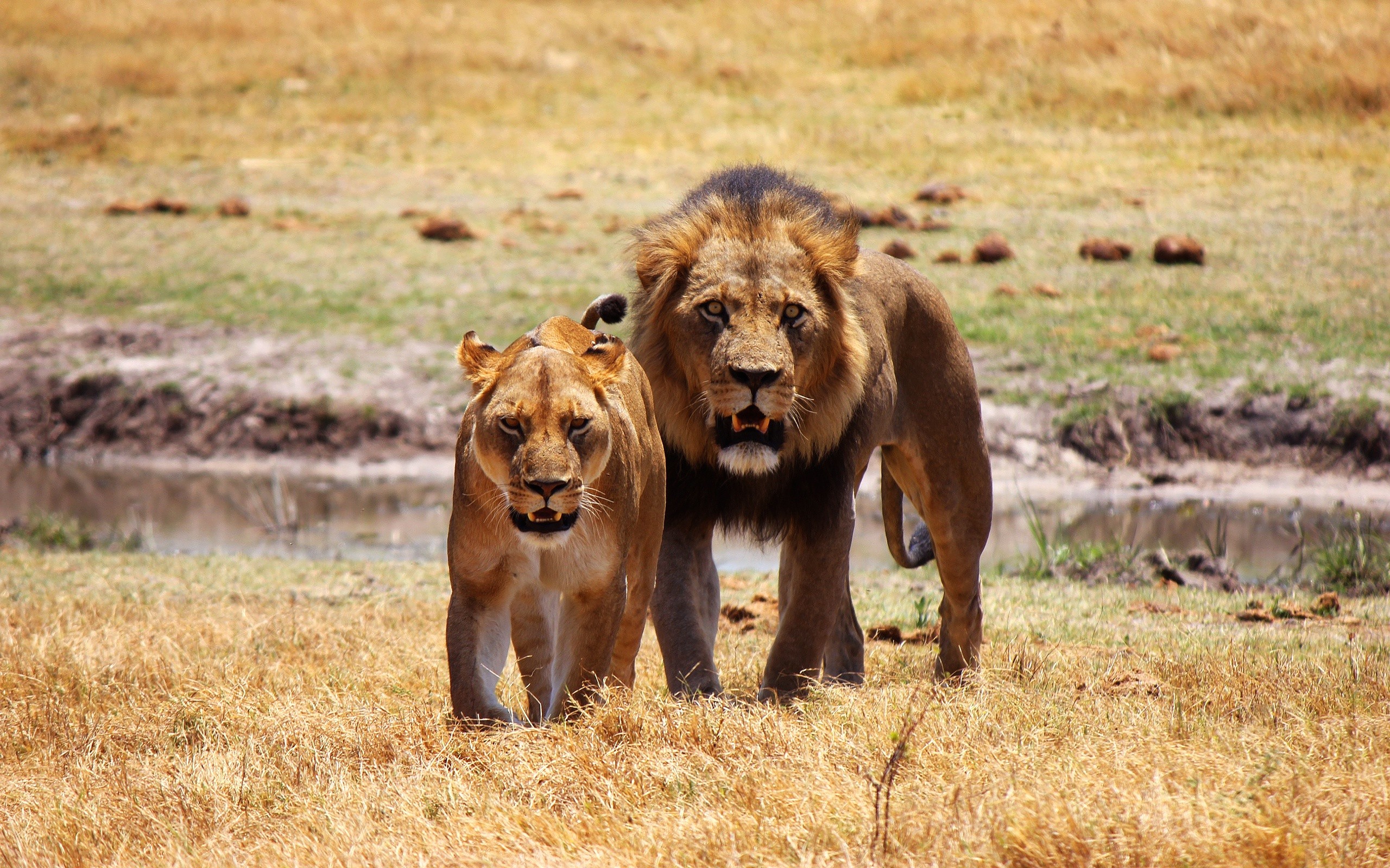 Wallpaper Two lions, front view, wildlife 2560x1600 HD Picture, Image