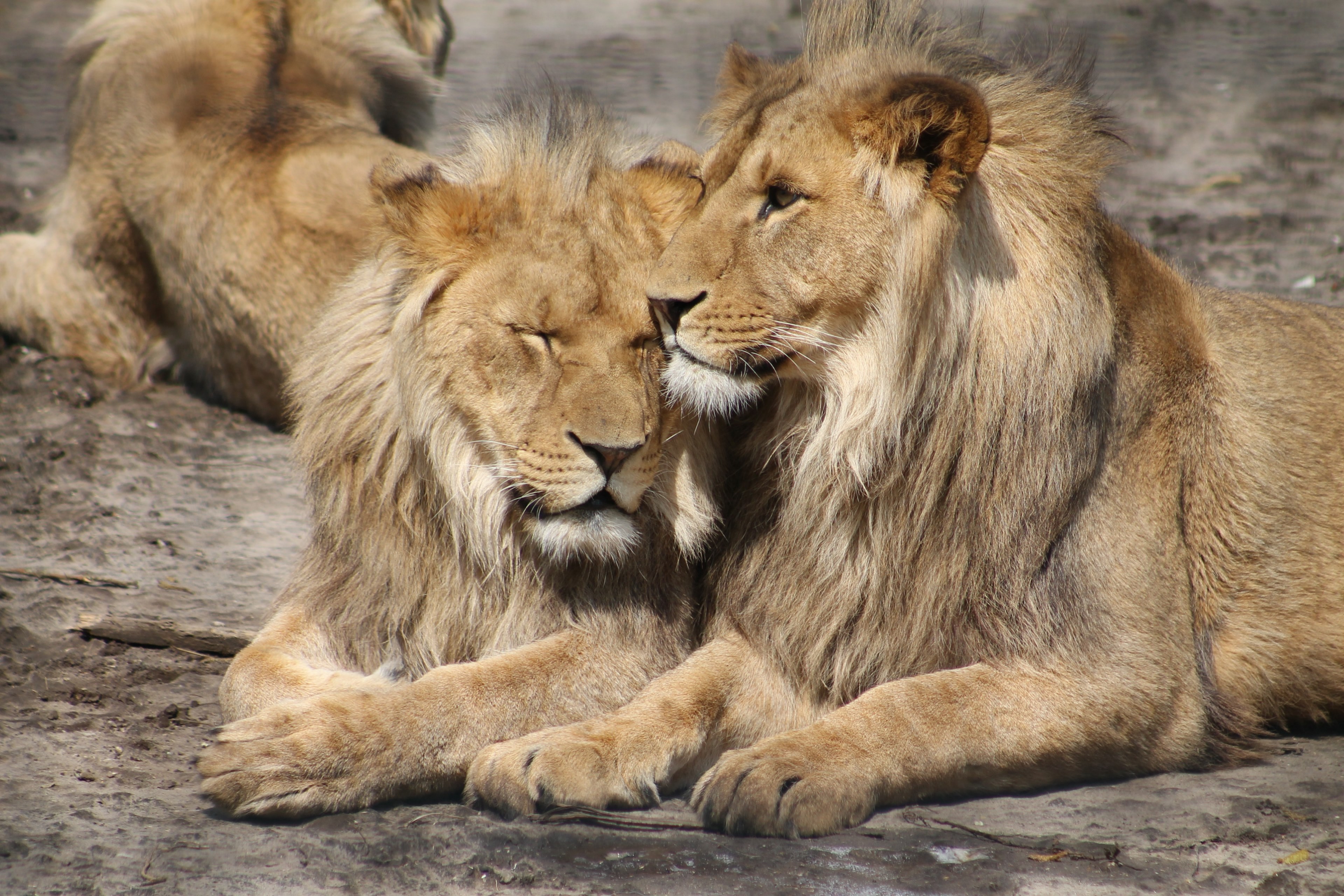 Wallpaper / two lions snuggling up to each other in zoo parc overloon, lion friendship 4k wallpaper