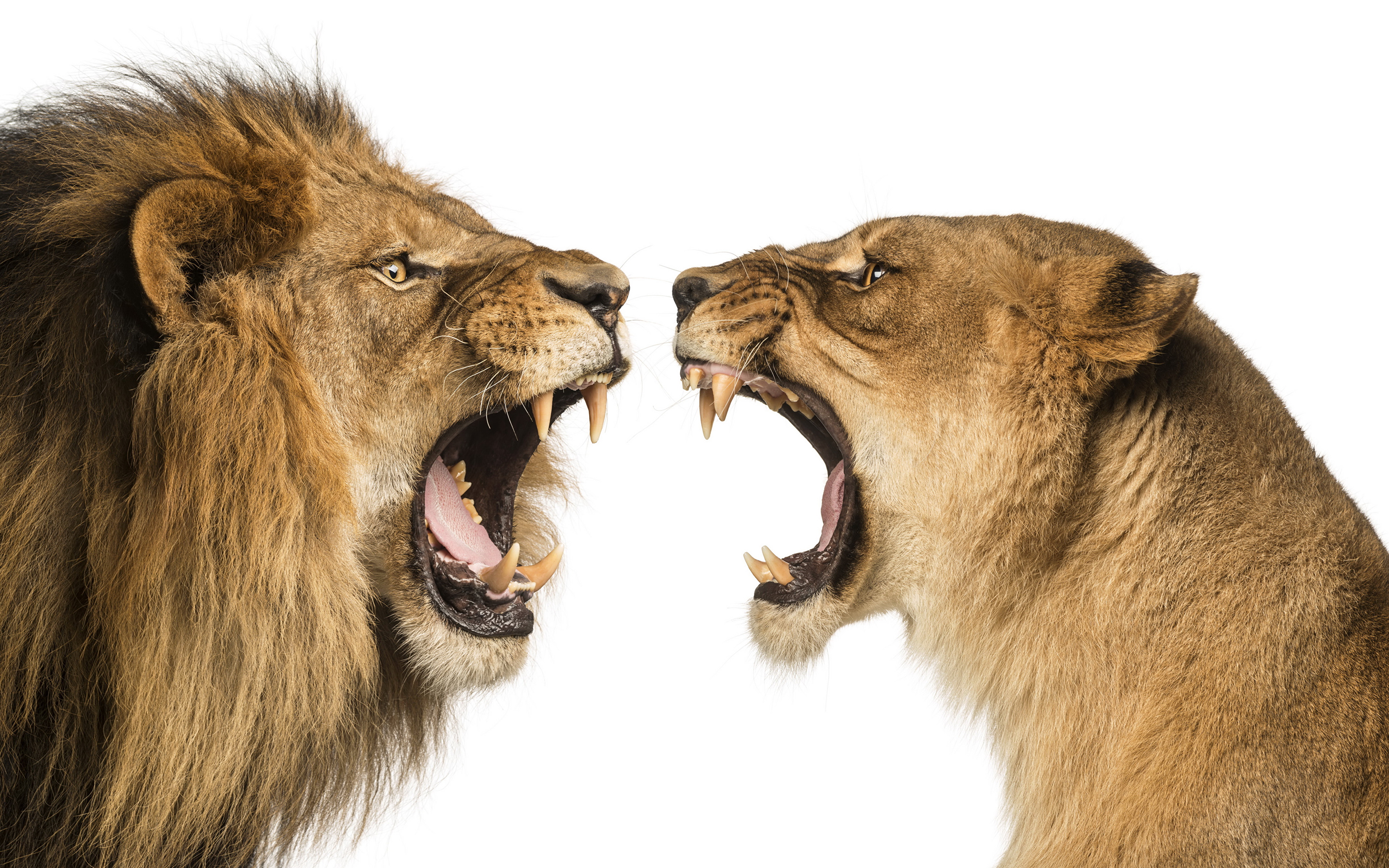 image Lions Big cats 2 Roar Animals 3840x2400