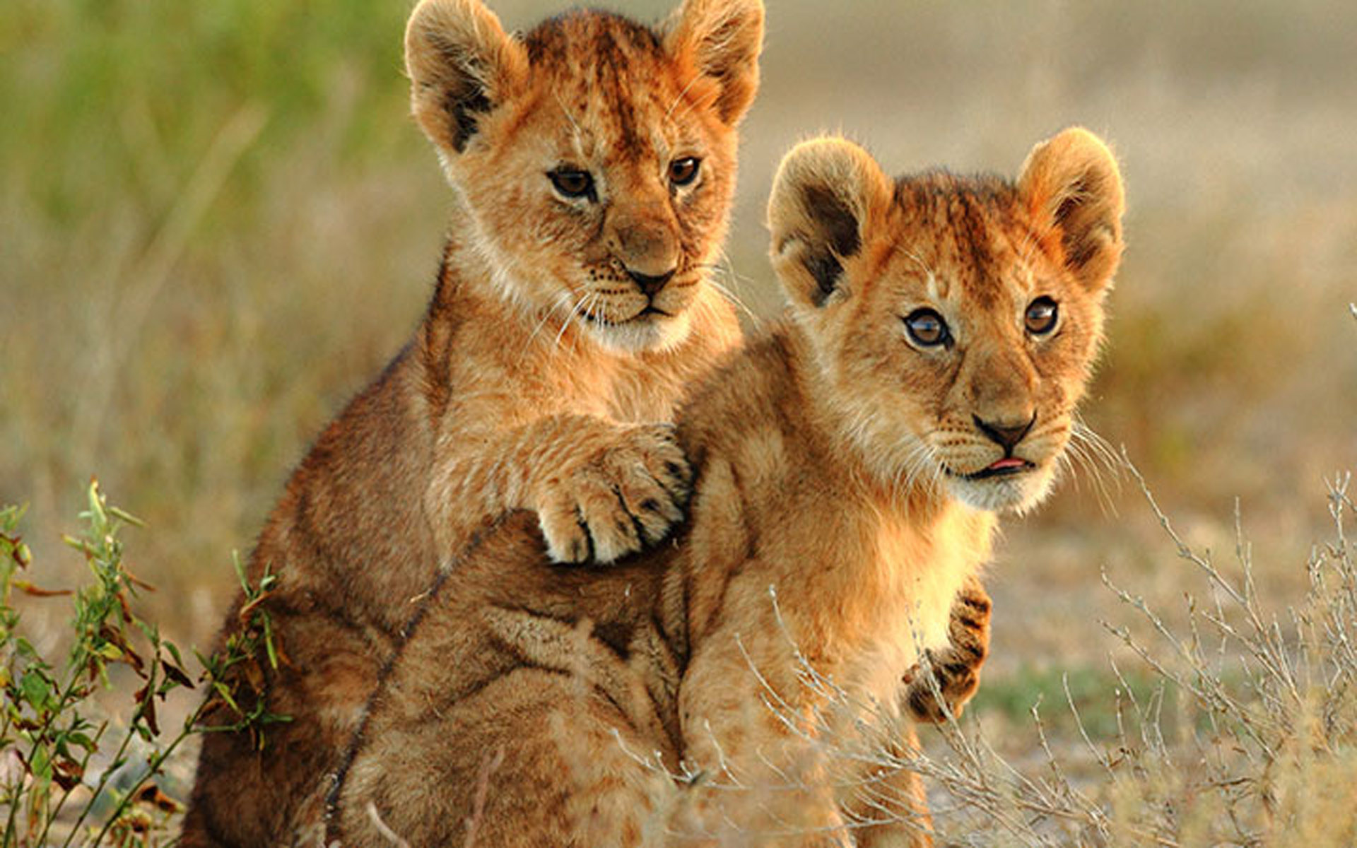 Two Small Lions Cubs HD Wallpaper For Laptop, Wallpaper13.com