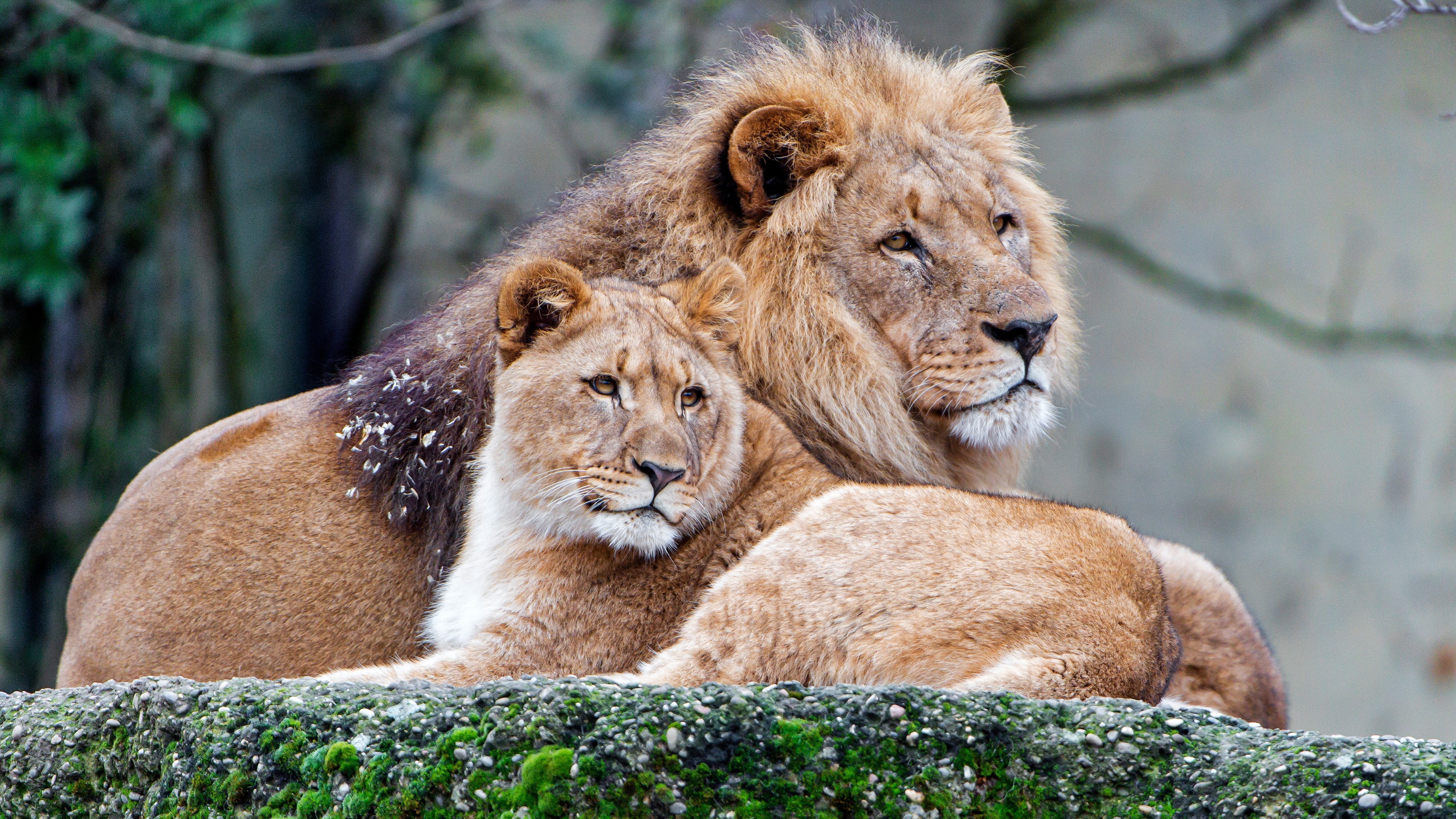 Wallpaper Two lions, rest 3840x2160 UHD 4K Picture, Image