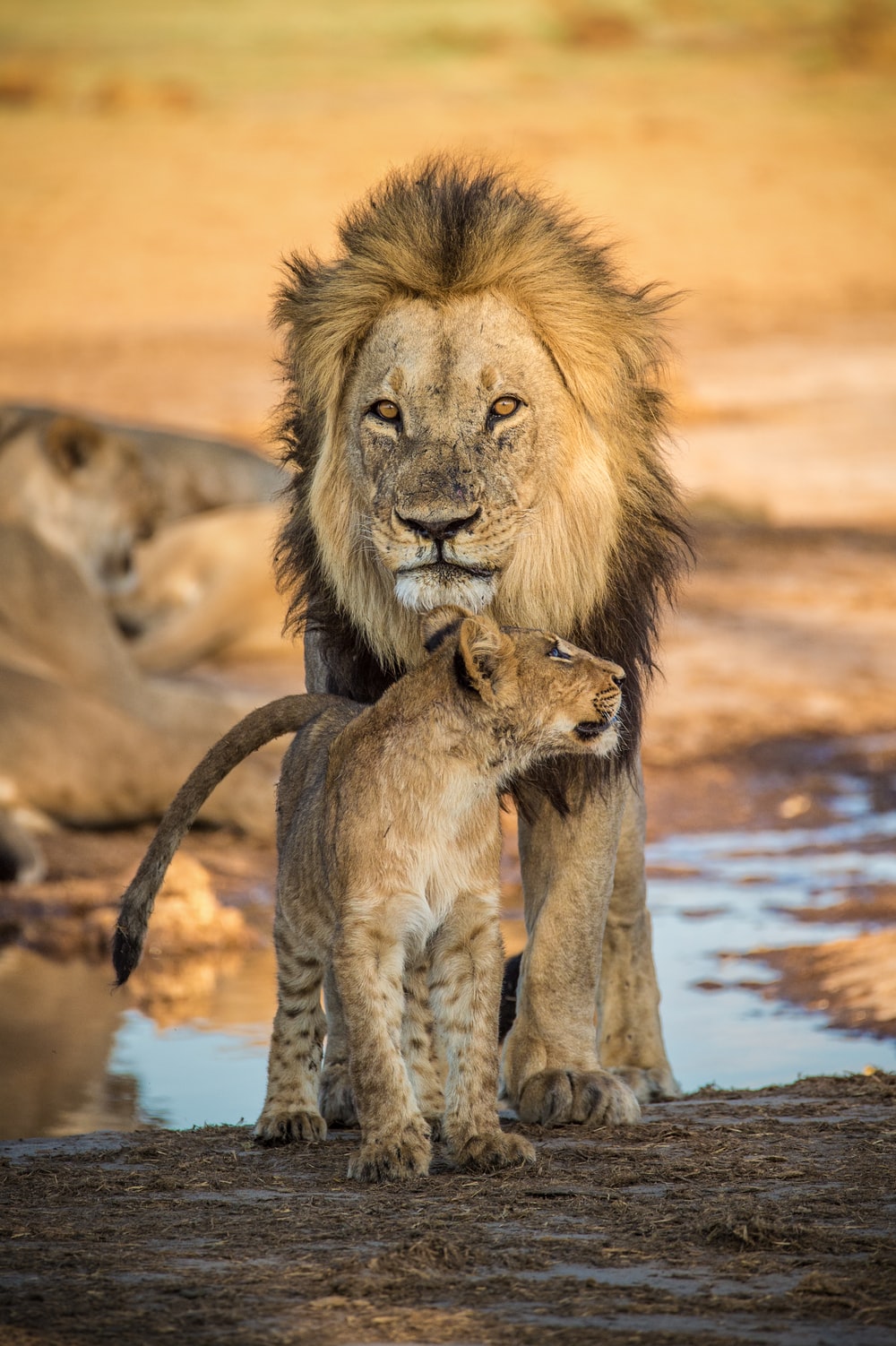 Young Lion Picture. Download Free Image
