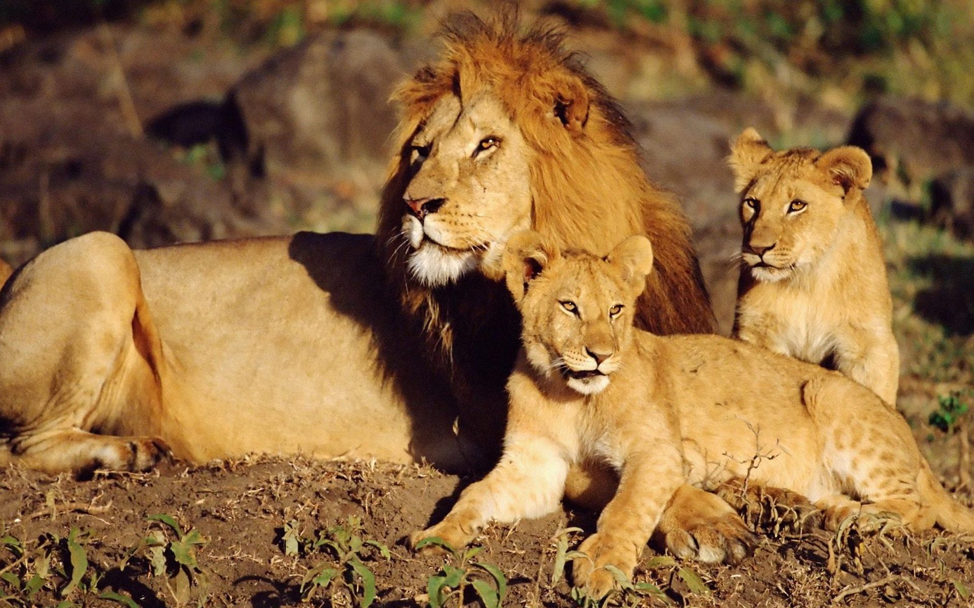 male lion and two cubs #Leo the cubs Wild cats P #wallpaper #hdwallpaper #desktop. Lion picture, Animals beautiful, Animals wild
