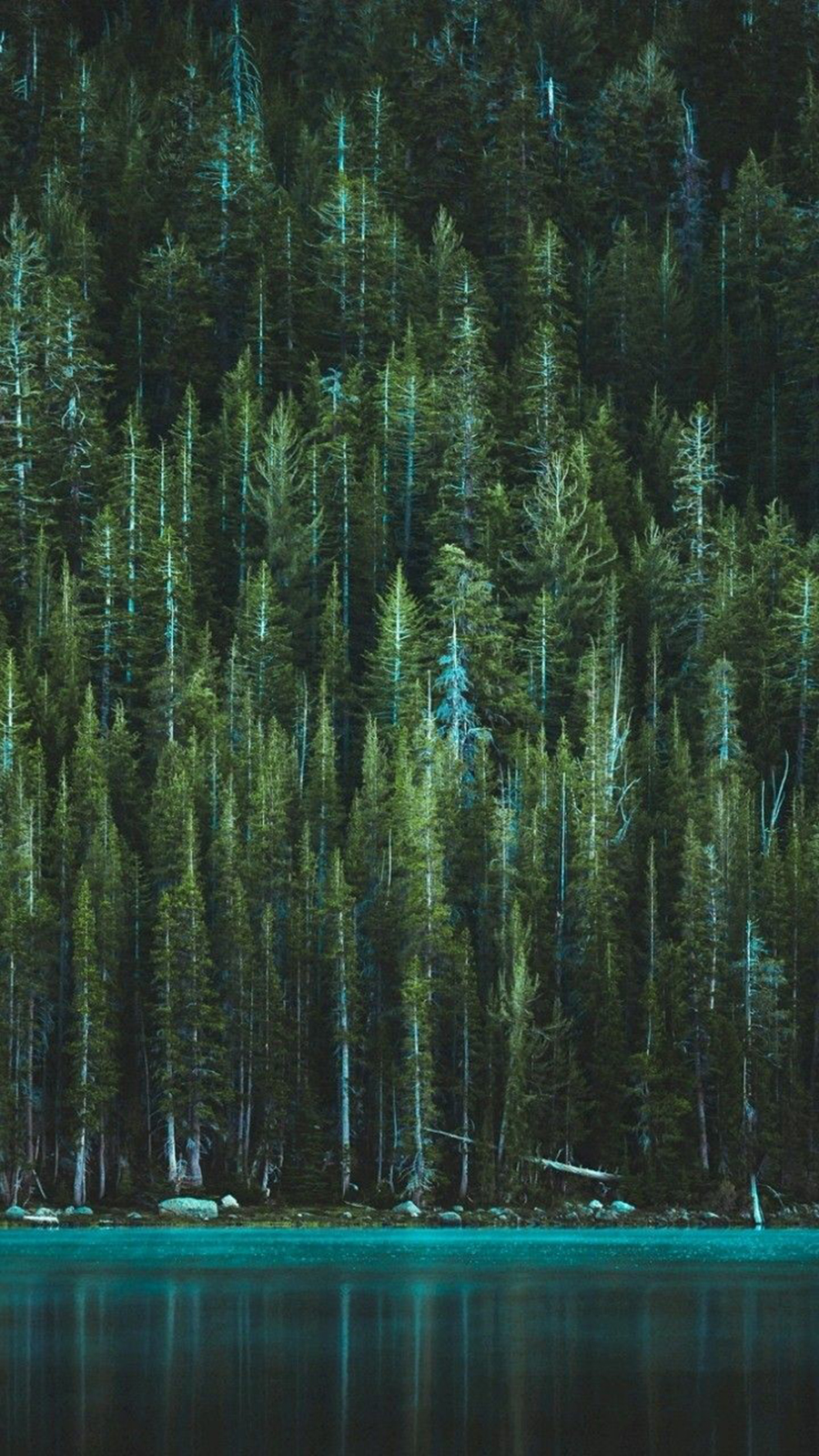 Tree Wallpaper Free Download For Phone