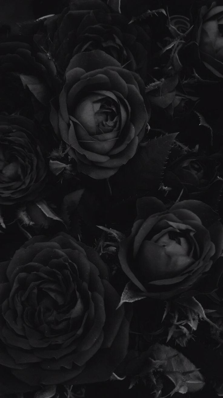 Black Rose Wallpaper, HD Black Rose Background on WallpaperBat