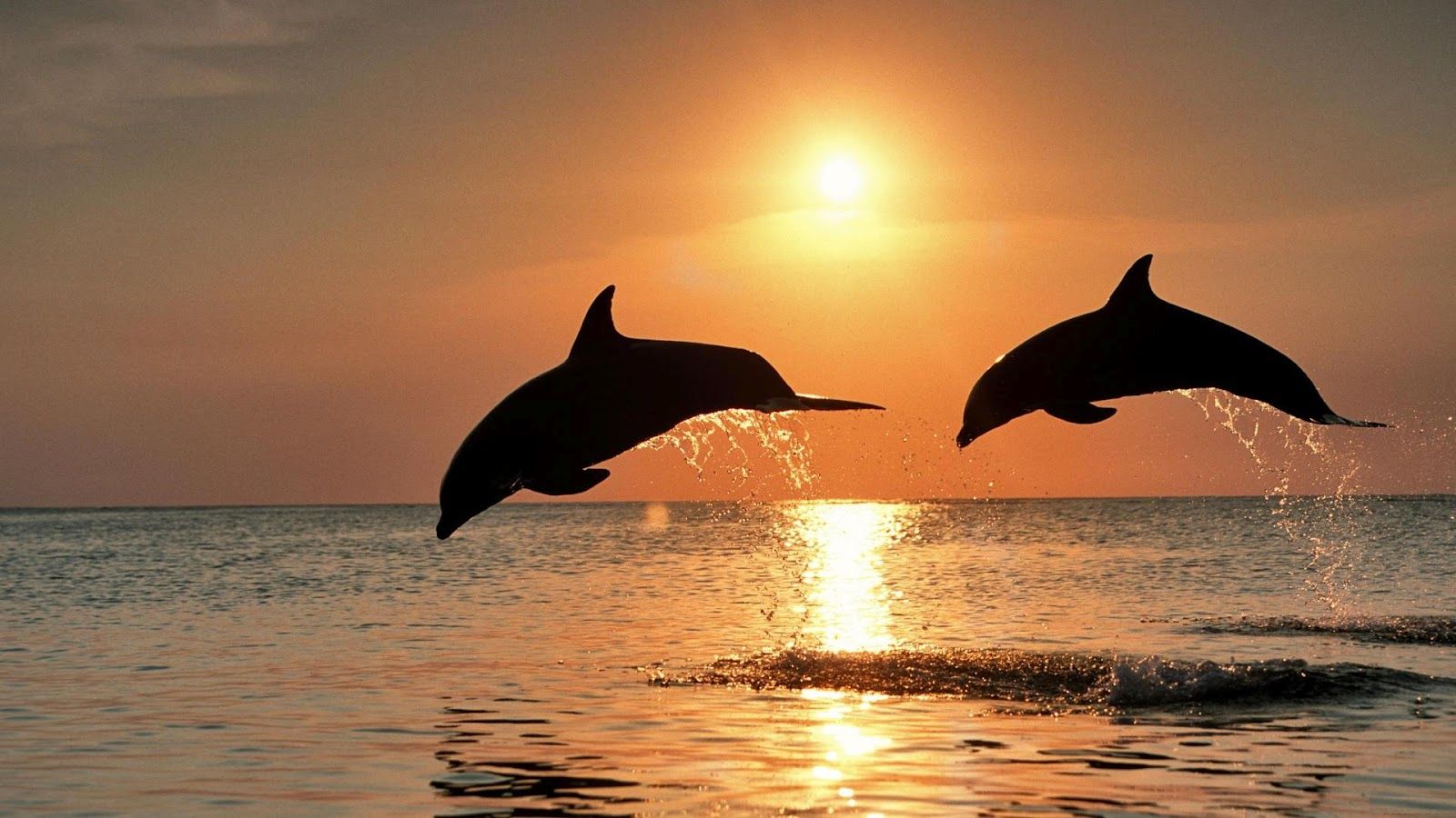 A spectacular nature shot. #dolphins #sea #animals #sunset. Dolphins, Animals beautiful, Animals