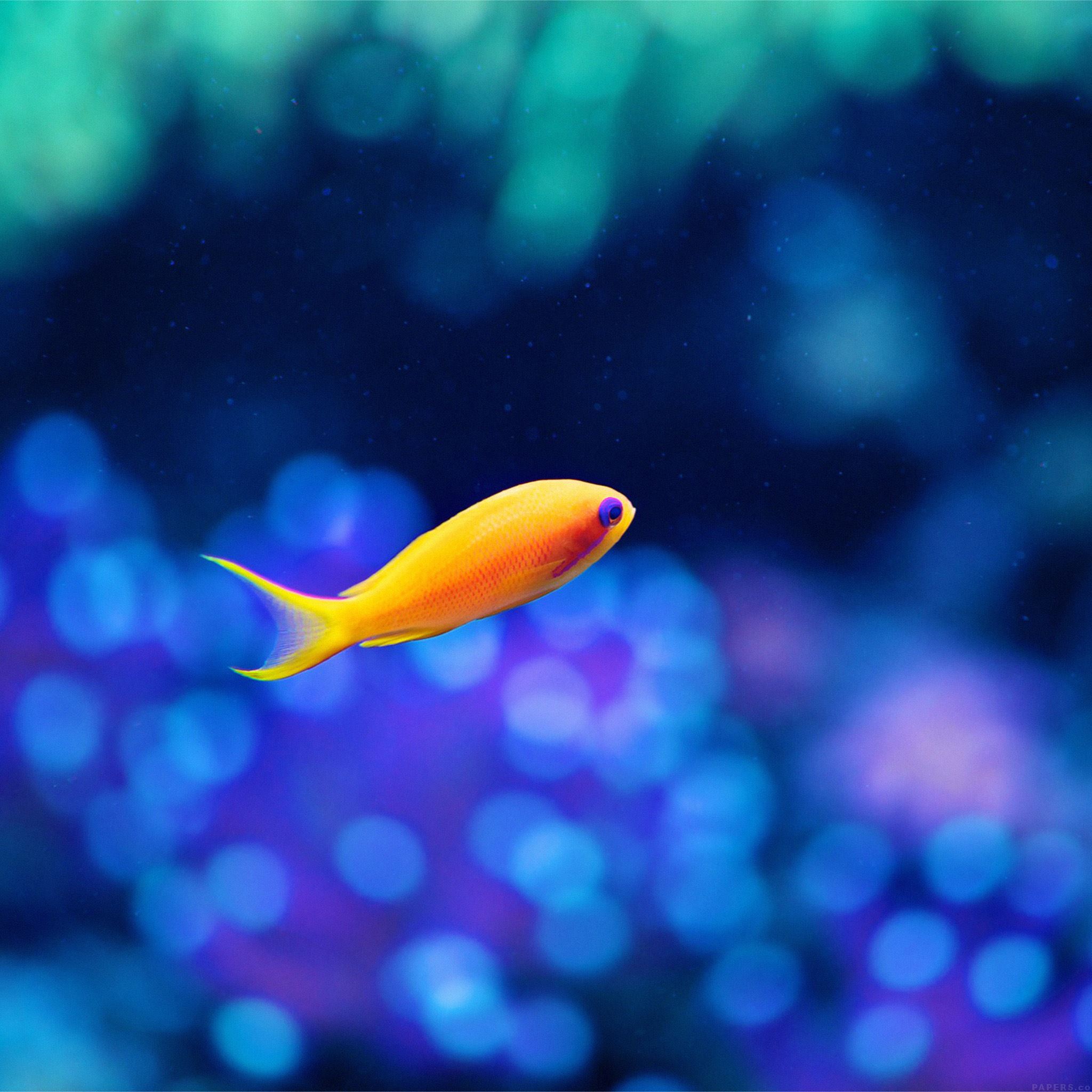 Cute Fish Ocean Sea Animal Nature iPad Air Wallpaper Free Download