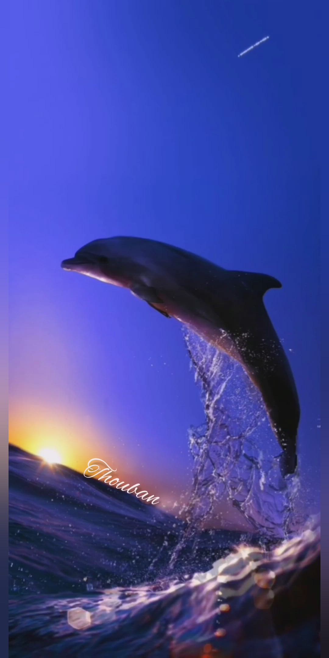 Dolphin Animation. Dolphin photo, Beautiful sea creatures, Underwater animals