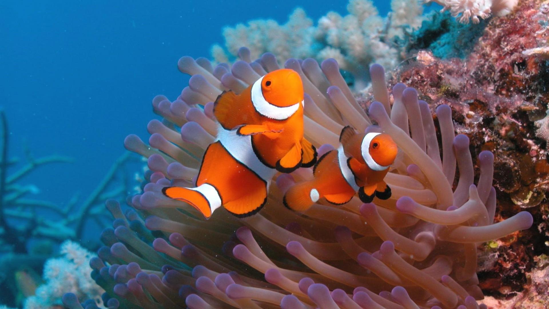 clownfish sea anemones nature animals hq wallpaper