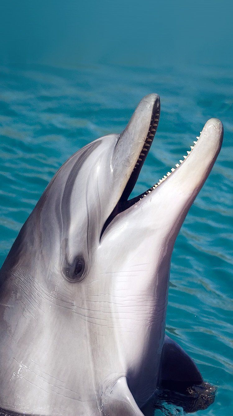 Wallpaper HD Phone Dolphin