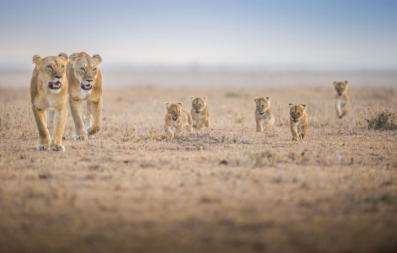 Wallpaper family, Africa, the cubs, lioness, lion, pride image for desktop, section животные