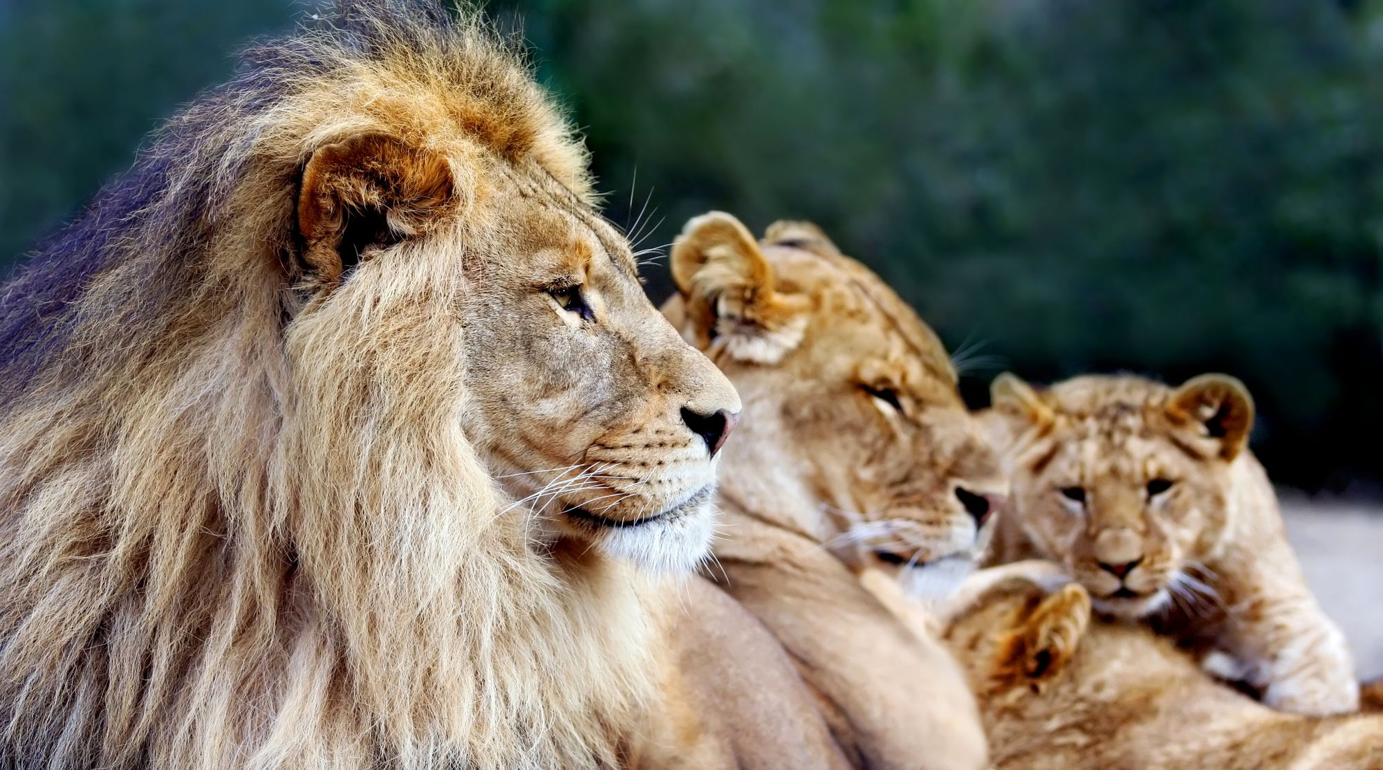 African Lion Pride Wallpaper