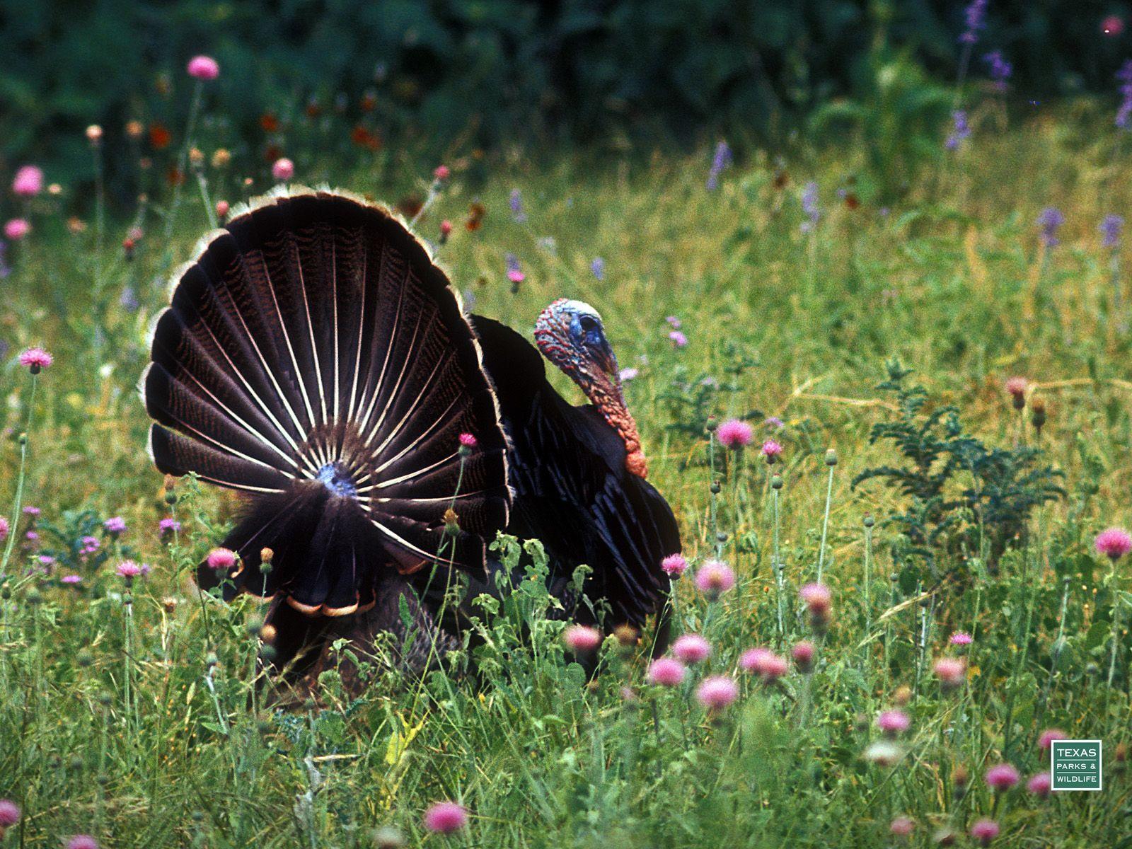 Wild Turkey Desktop Background
