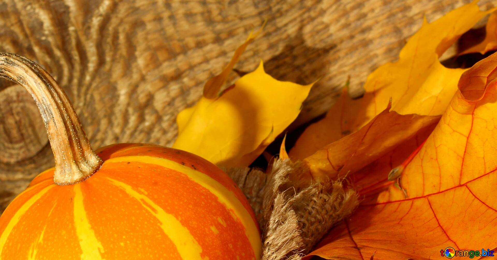 Download Free Picture Pumpkin Autumn Banner Background On CC BY License Free Image Stock TOrange.biz Fx №67768