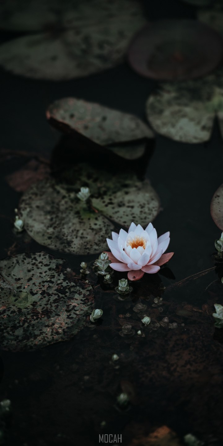 lily padding, Oppo A83 wallpaper full hd, 720x1440. Mocah HD Wallpaper