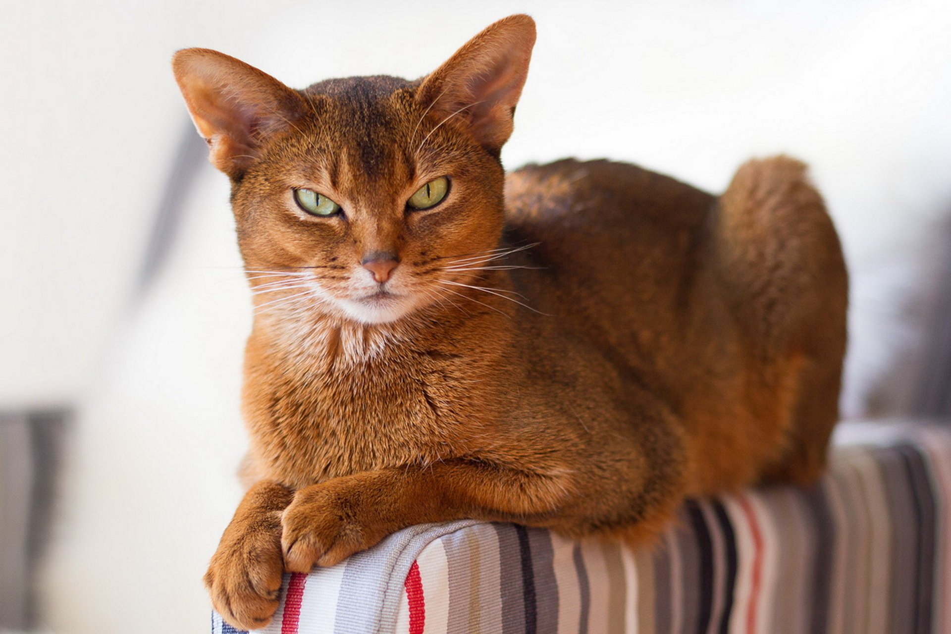 Abyssinian Cat HD Wallpaper and Background Image