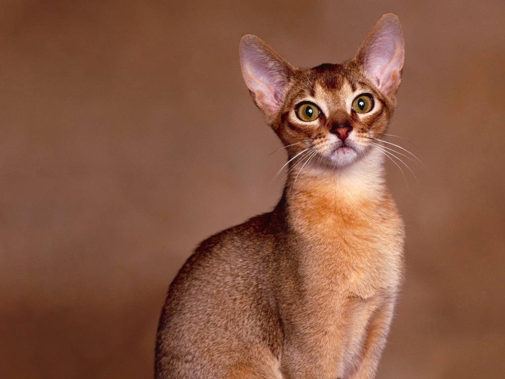Abyssinian cat portrait photo and wallpaper. Beautiful Abyssinian cat portrait picture
