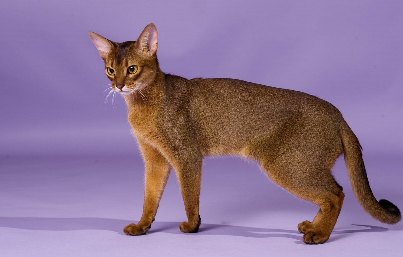 Wallpaper grace, breed, Abyssinian cat image for desktop, section кошки