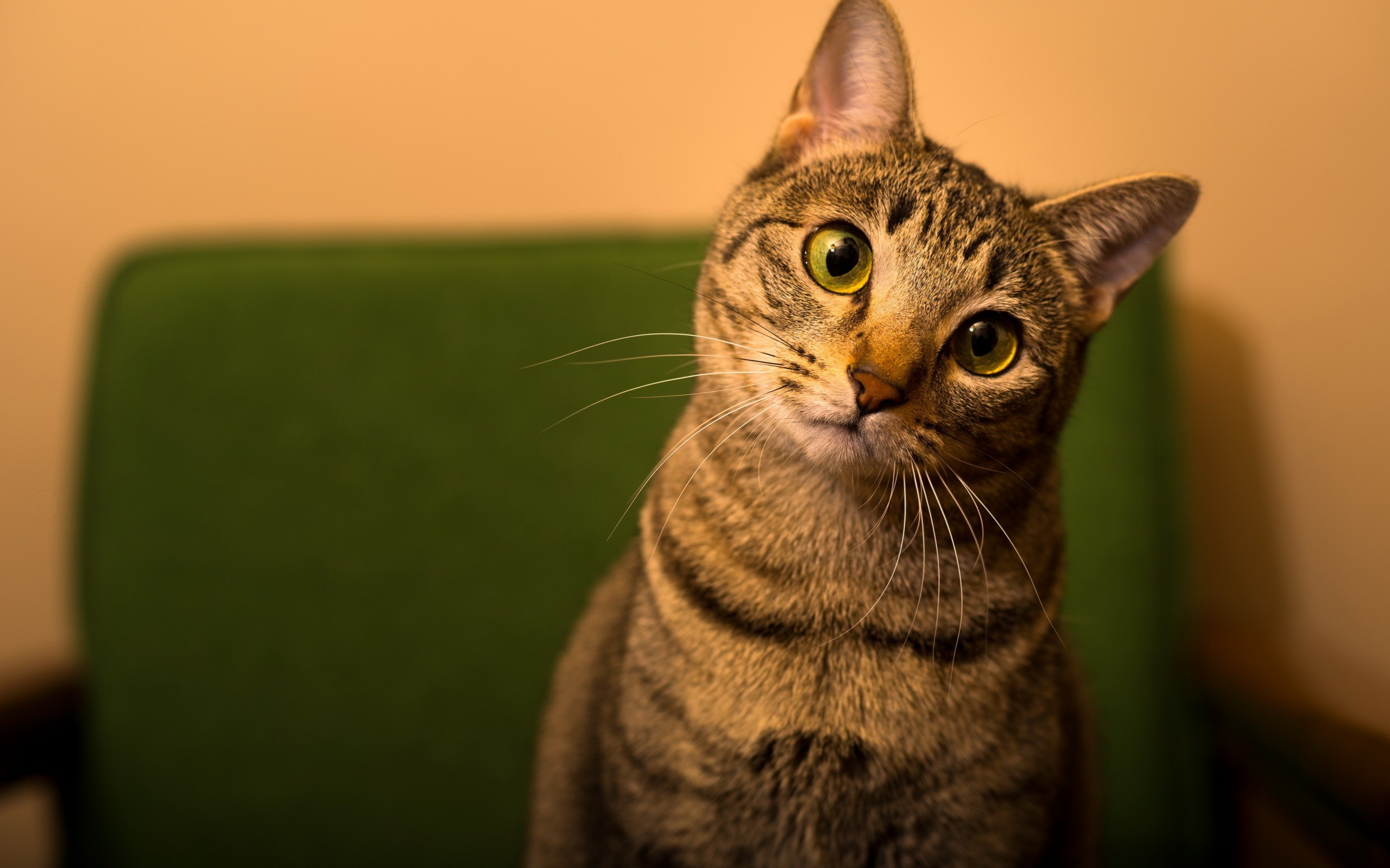 Wallpaper, animals, depth of field, green eyes, whiskers, fauna, 2560x1600 px, vertebrate, close up, cat like mammal, small to medium sized cats, tabby cat, domestic short haired cat, bengal, european shorthair