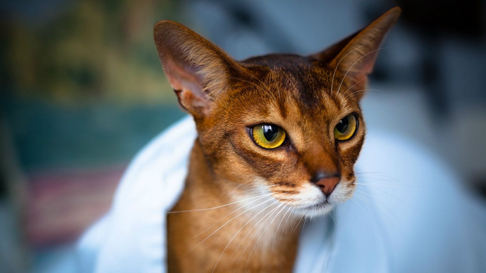 Download wallpaper 1920x1080 abyssinian cat, face, eyes, beautiful, cat full hd, hdtv, fhd, 1080p HD background