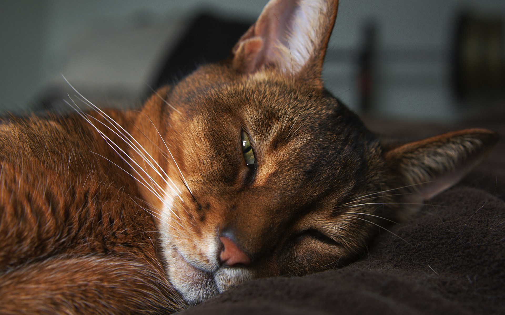Cat Abyssinian Face