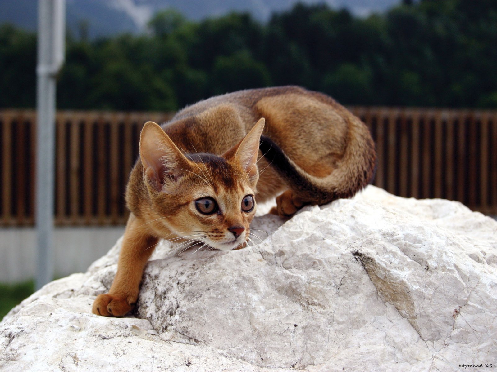 Watching Abyssinian cat photo and wallpaper. Beautiful Watching Abyssinian cat picture