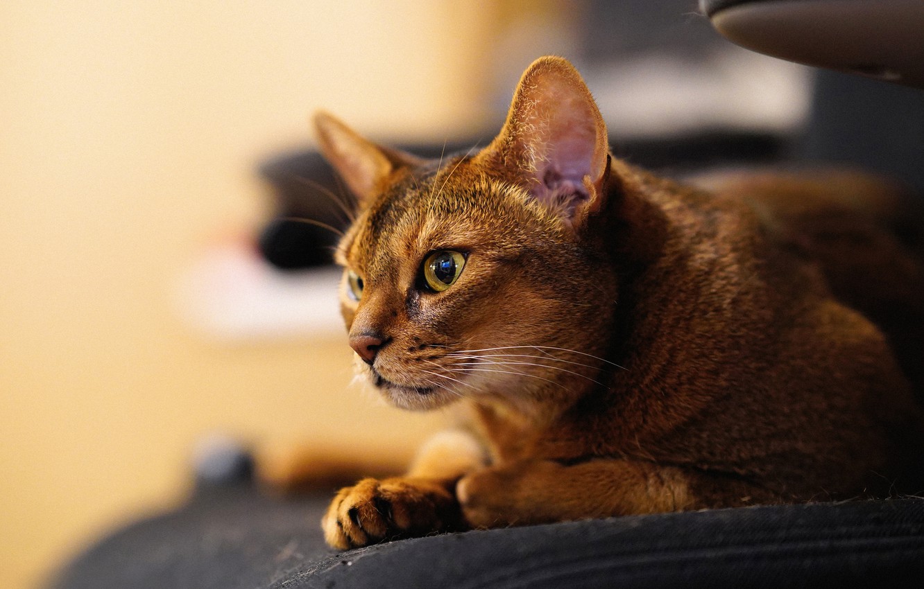 Wallpaper cat, look, muzzle, Abyssinian cat image for desktop, section кошки