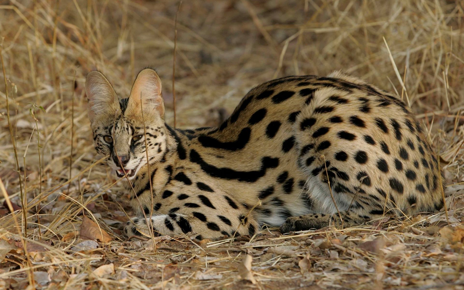 Serval. African wild cat, Serval cats, Wild cats