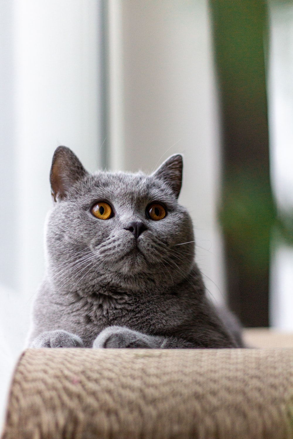 British Shorthair Cat Picture. Download Free Image