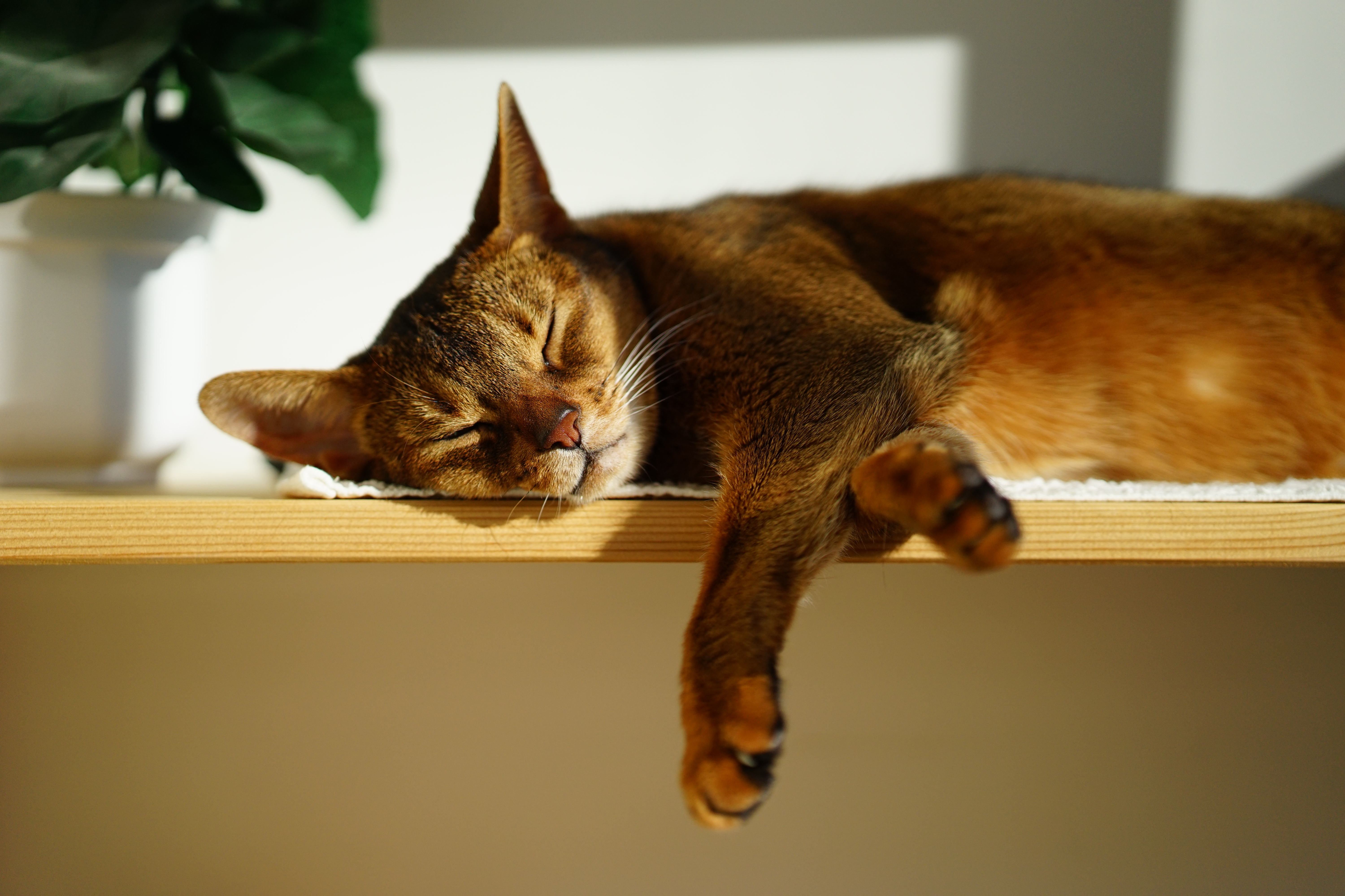 Wallpaper, fauna, small to medium sized cats, whiskers, cat like mammal, abyssinian, fur, snout, carnivoran, domestic short haired cat, tabby cat, kitten, paw 6000x4000