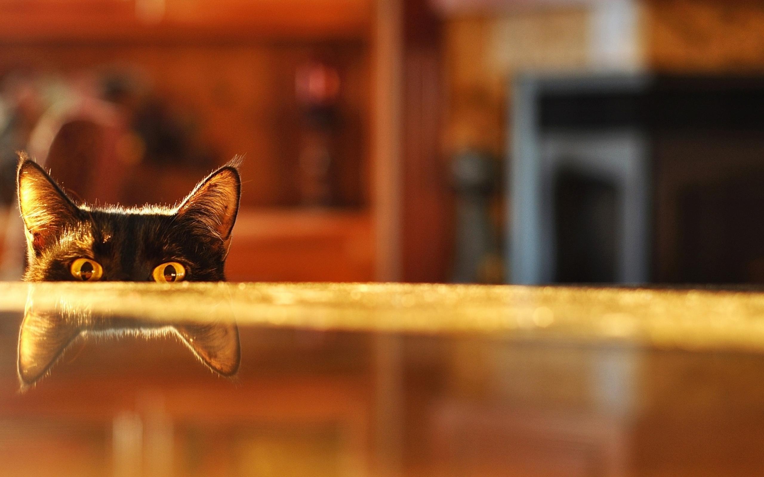 Peep Curious Kittens Wild Animals Photo Wallpaper