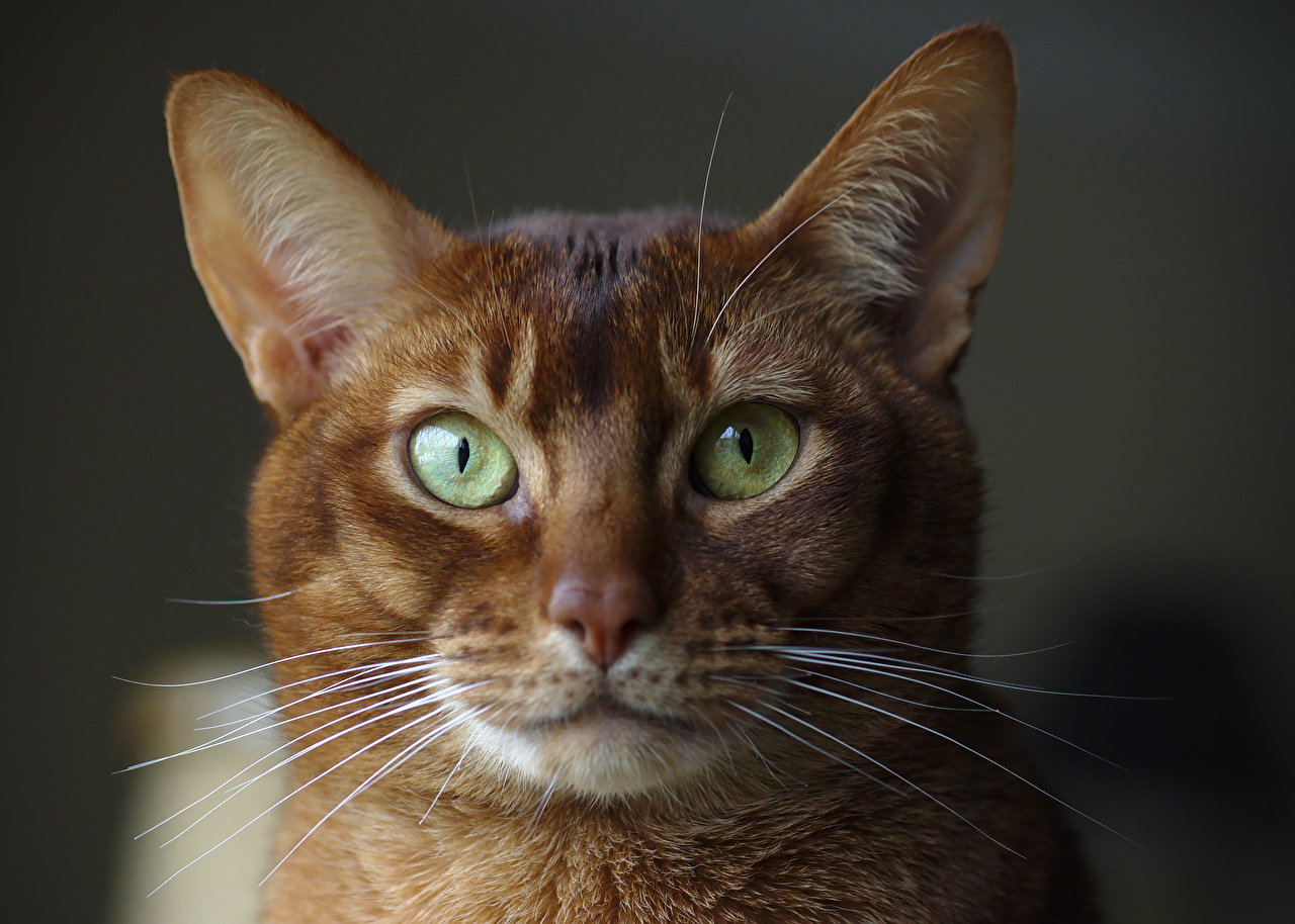 Desktop Wallpaper Cats Abyssinian cat Whiskers Snout Head Glance
