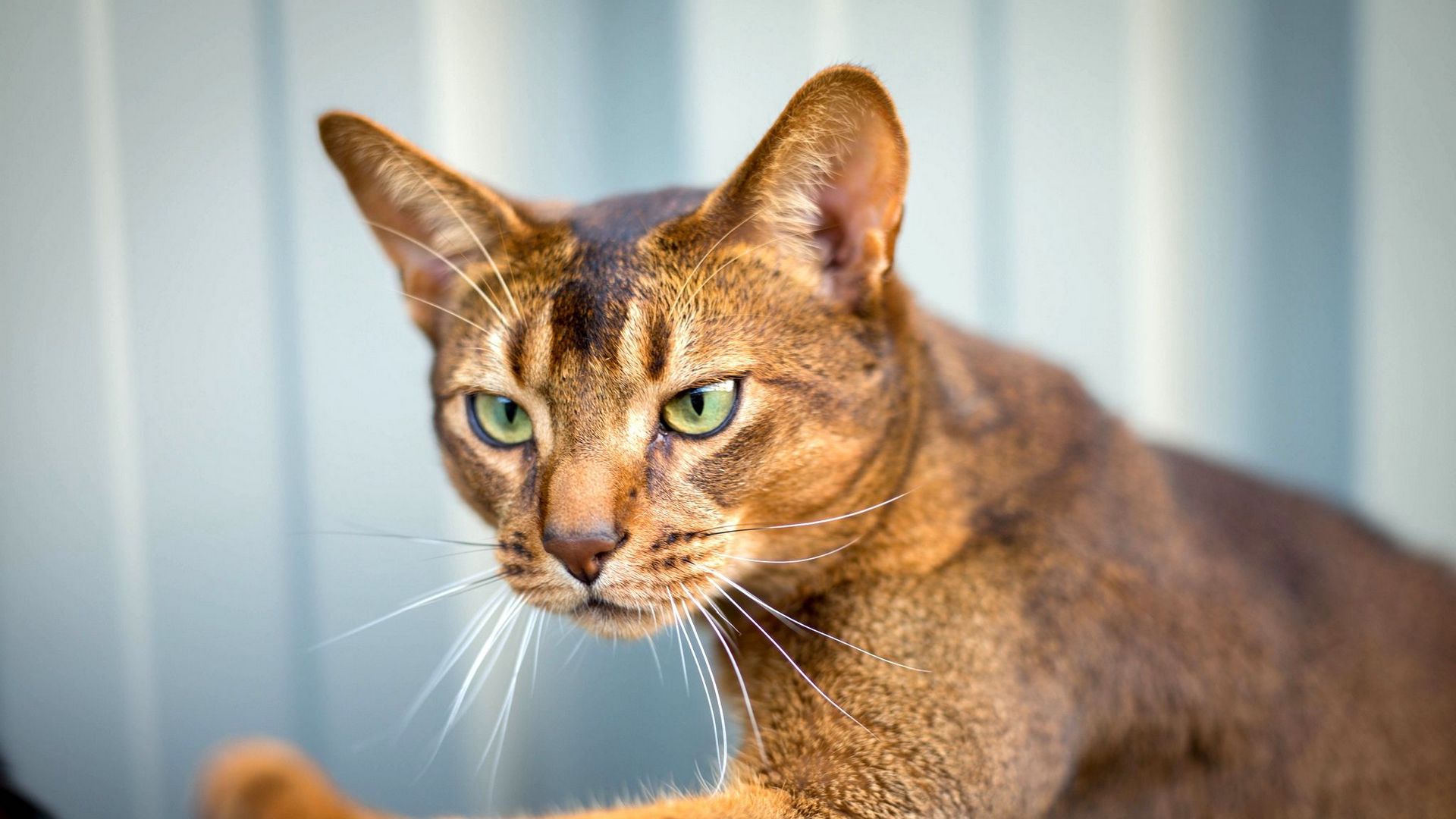 Download wallpaper 1920x1080 abyssinian cat, cat, face full hd, hdtv, fhd, 1080p HD background