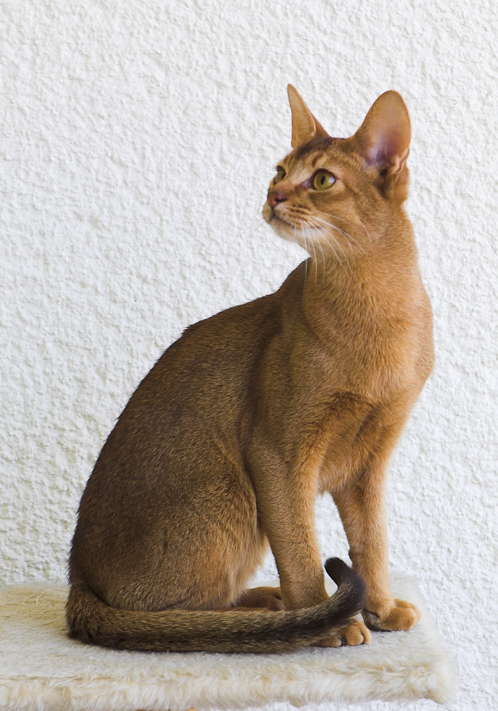 Abyssinian photo and wallpaper. Beautiful Abyssinian picture