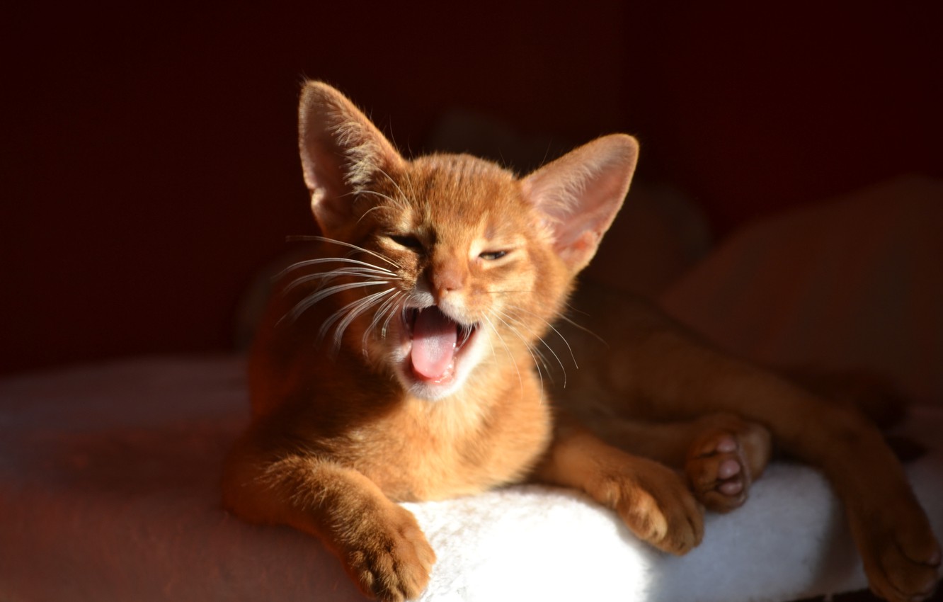 Wallpaper kitty, yawns, Abyssinian Cat image for desktop, section кошки