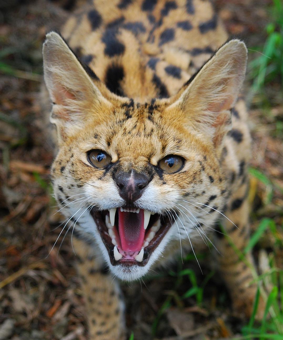 Member Photo: Serval. International Society For Endangered Cats