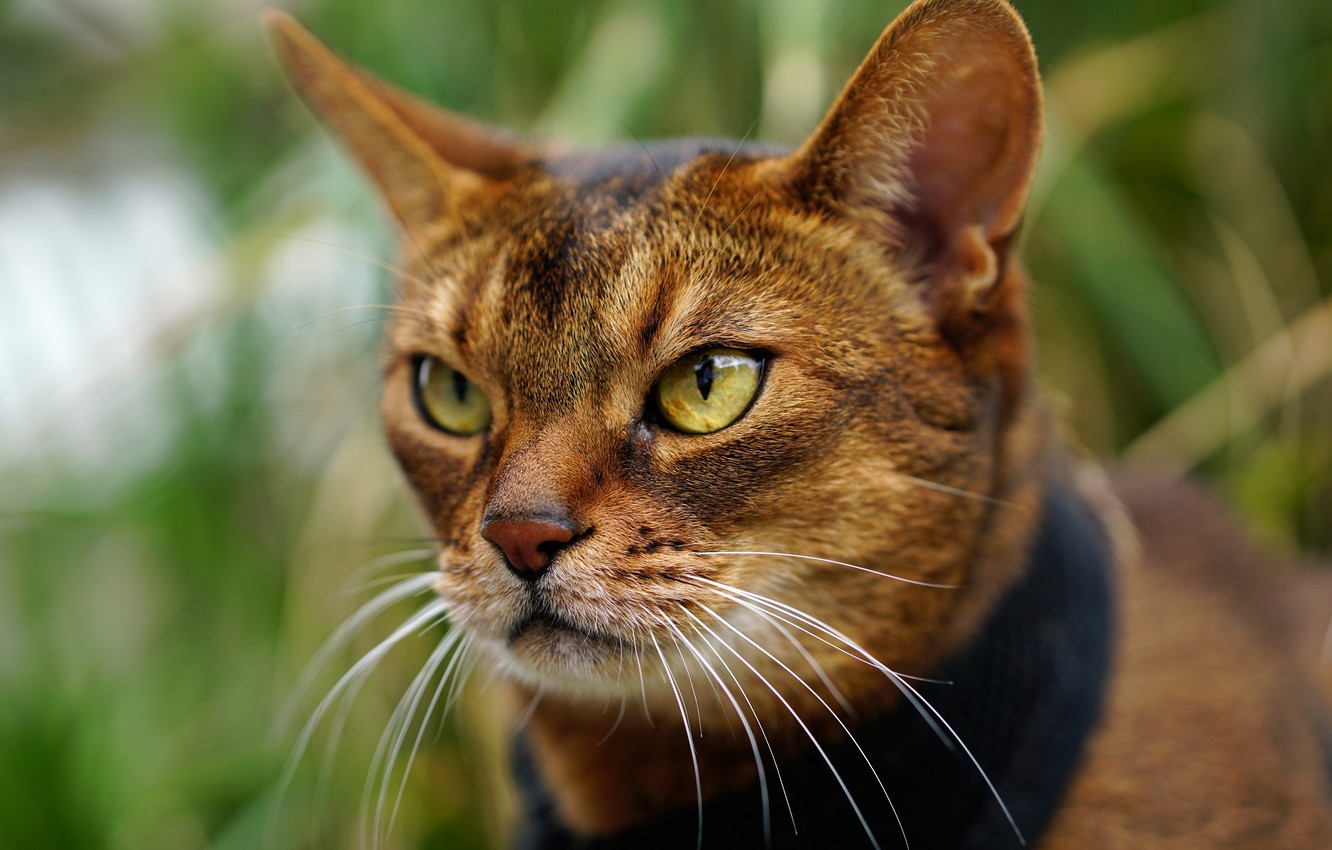 Wallpaper cat, look, portrait, muzzle, Abyssinian cat image for desktop, section кошки