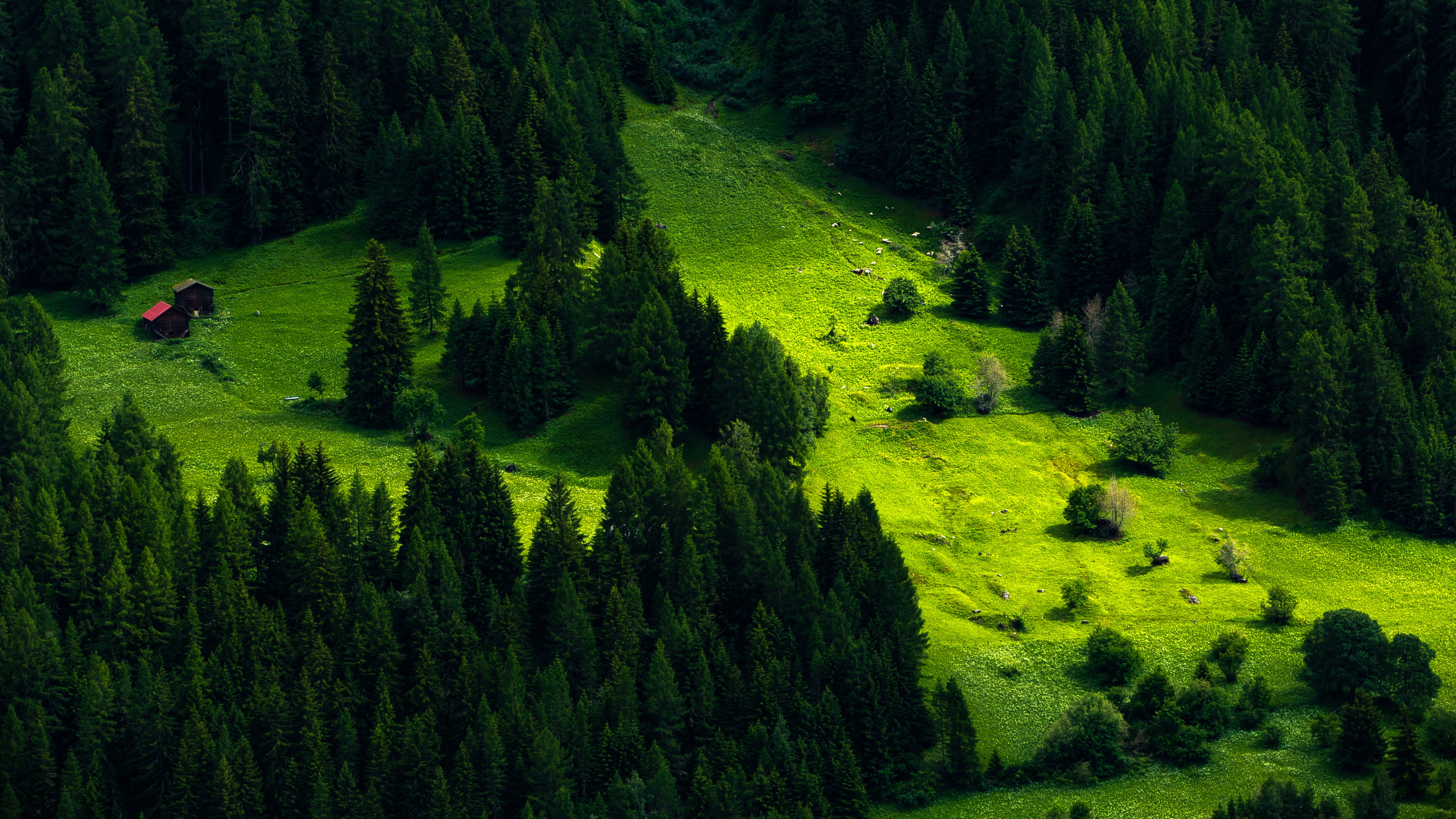 Green Scenery Nature Trees Forest 4K HD