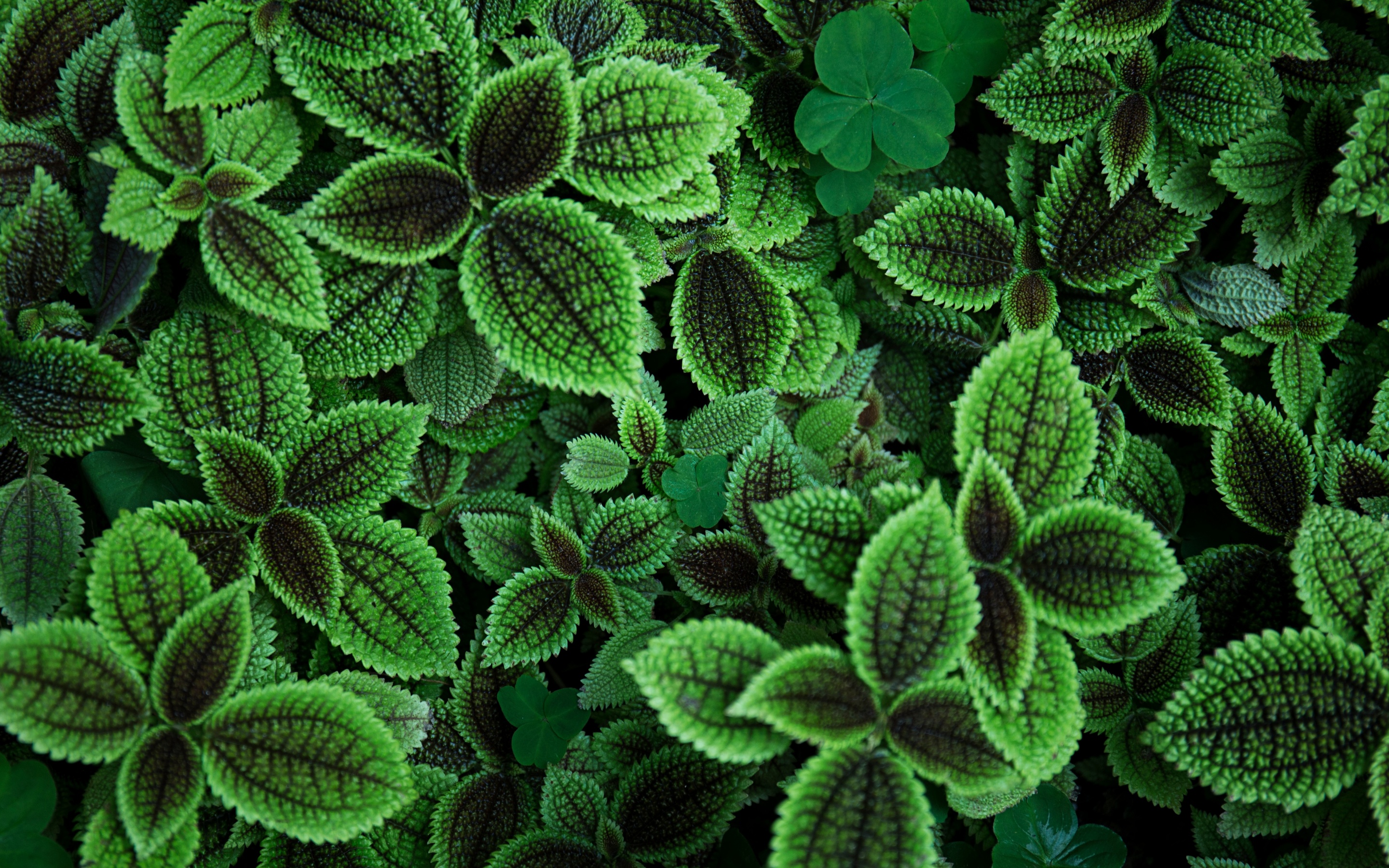 Green leaves Wallpaper 4K, Plant, Aesthetic, 5K, Nature