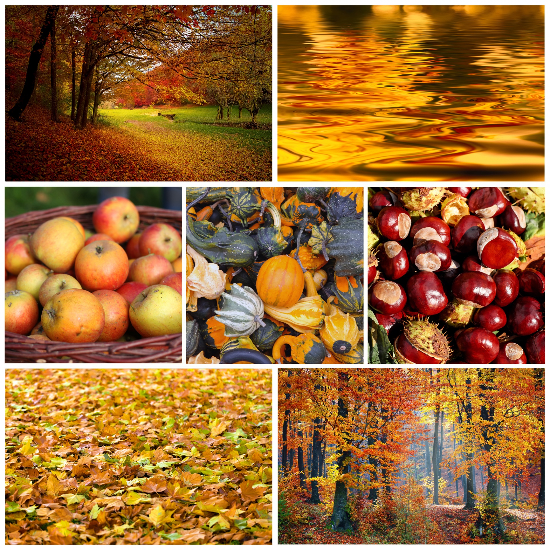 Download free photo of Autumn, fall, season, wallpaper, collage