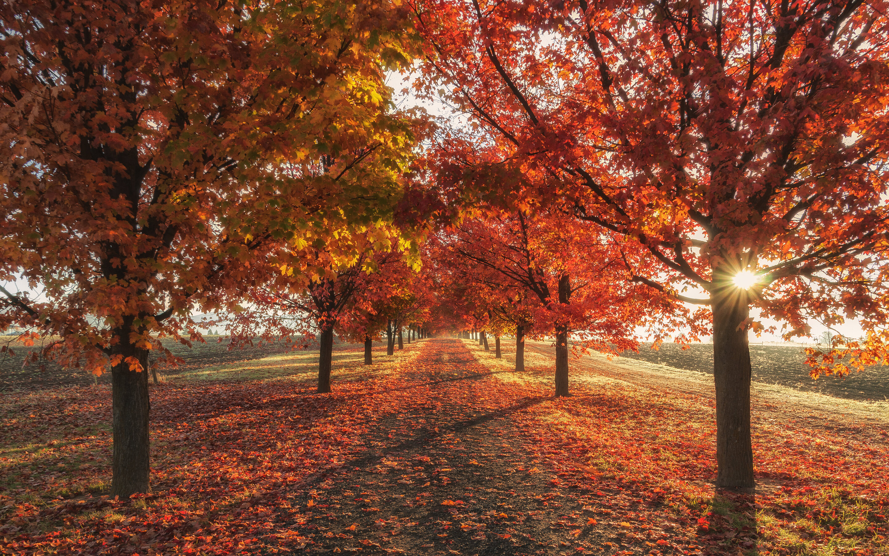 Autumn Fall Season Trees 4k Macbook Pro Retina HD 4k Wallpaper, Image, Background, Photo and Picture