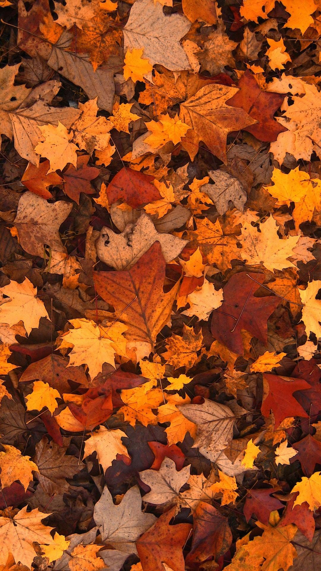 Fall Leaves iPhone Wallpaper Tumblr