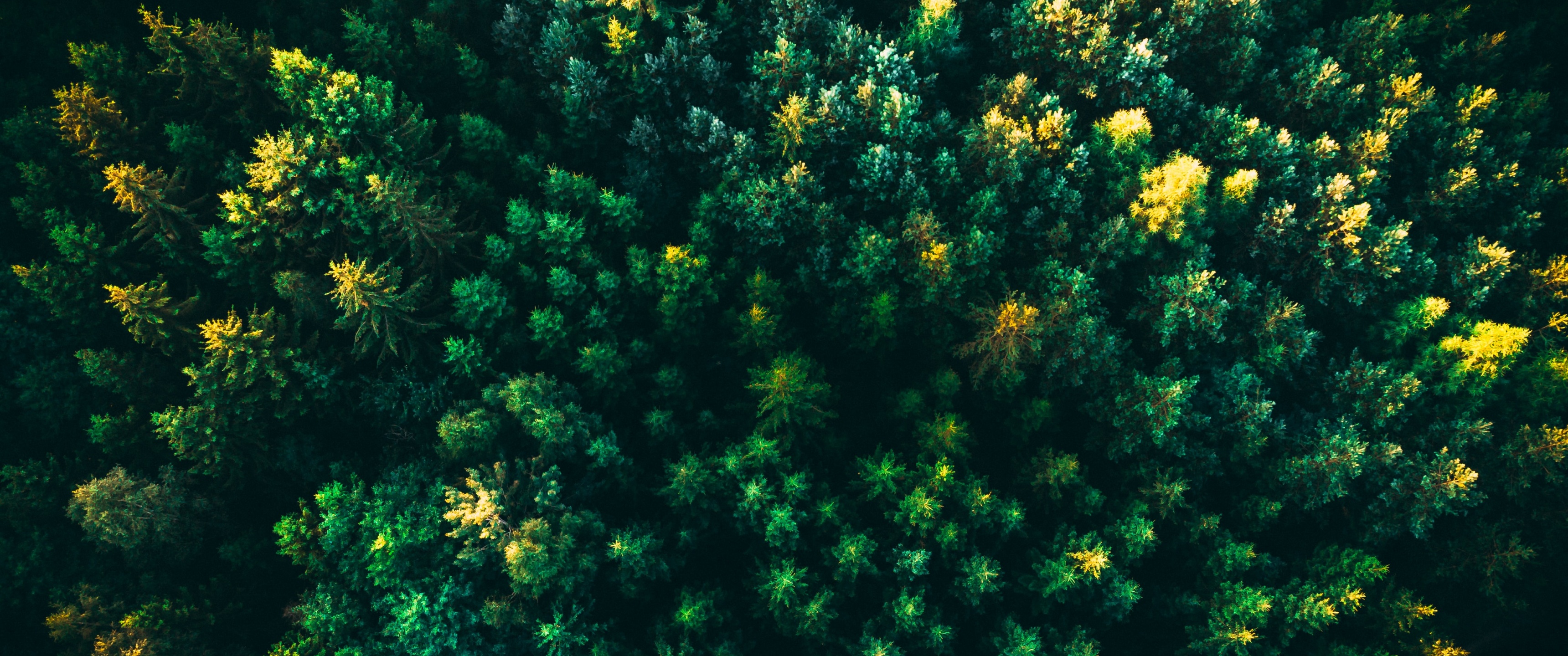Green Trees Wallpaper 4K, Forest, Aerial view, Greenery, Drone photo, Nature